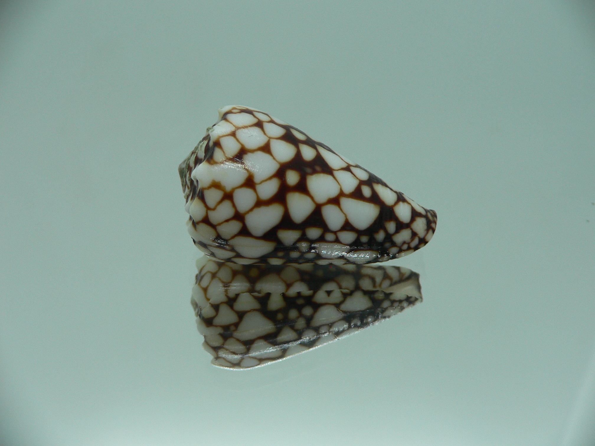 Conus vidua