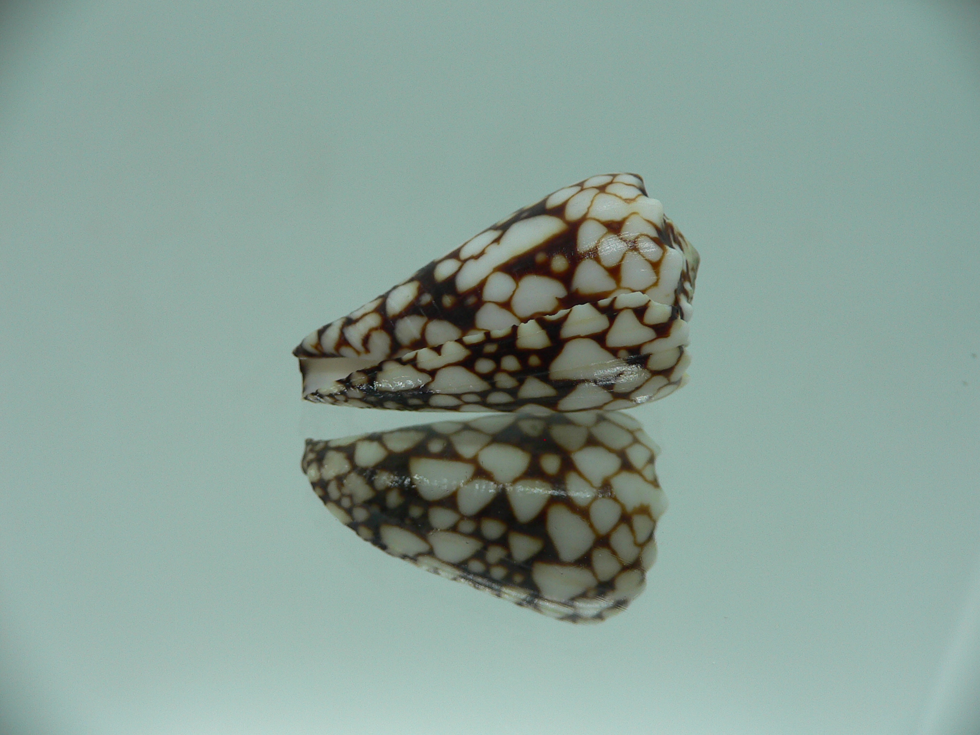 Conus vidua