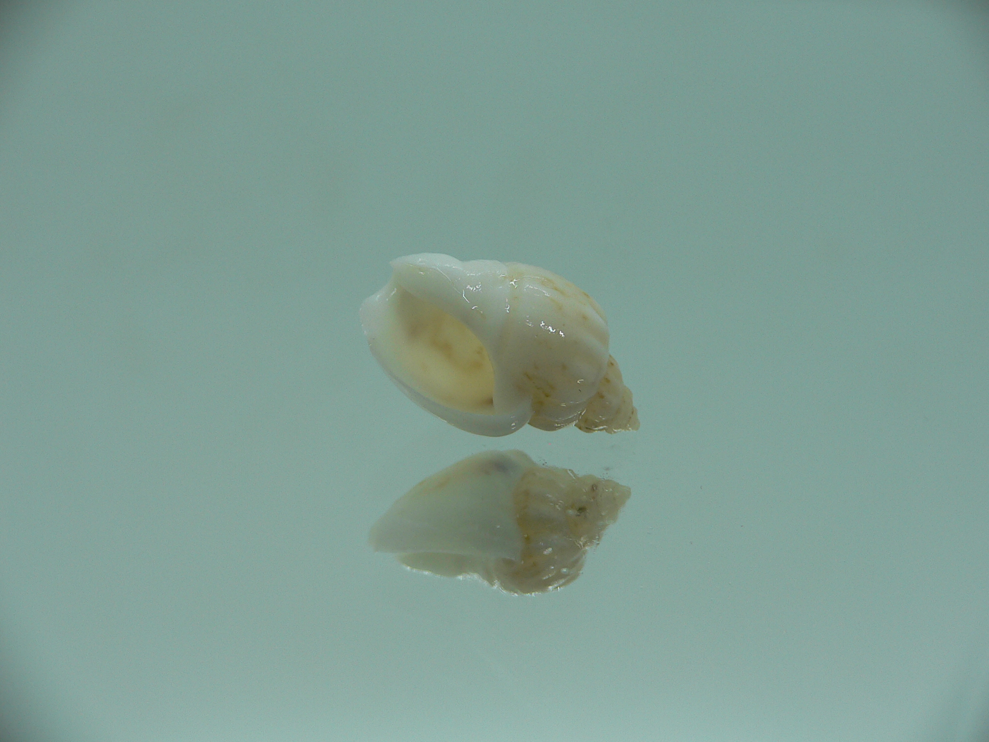 Nassodonta dorri (Oligohalinophila dorri) VERY BIG