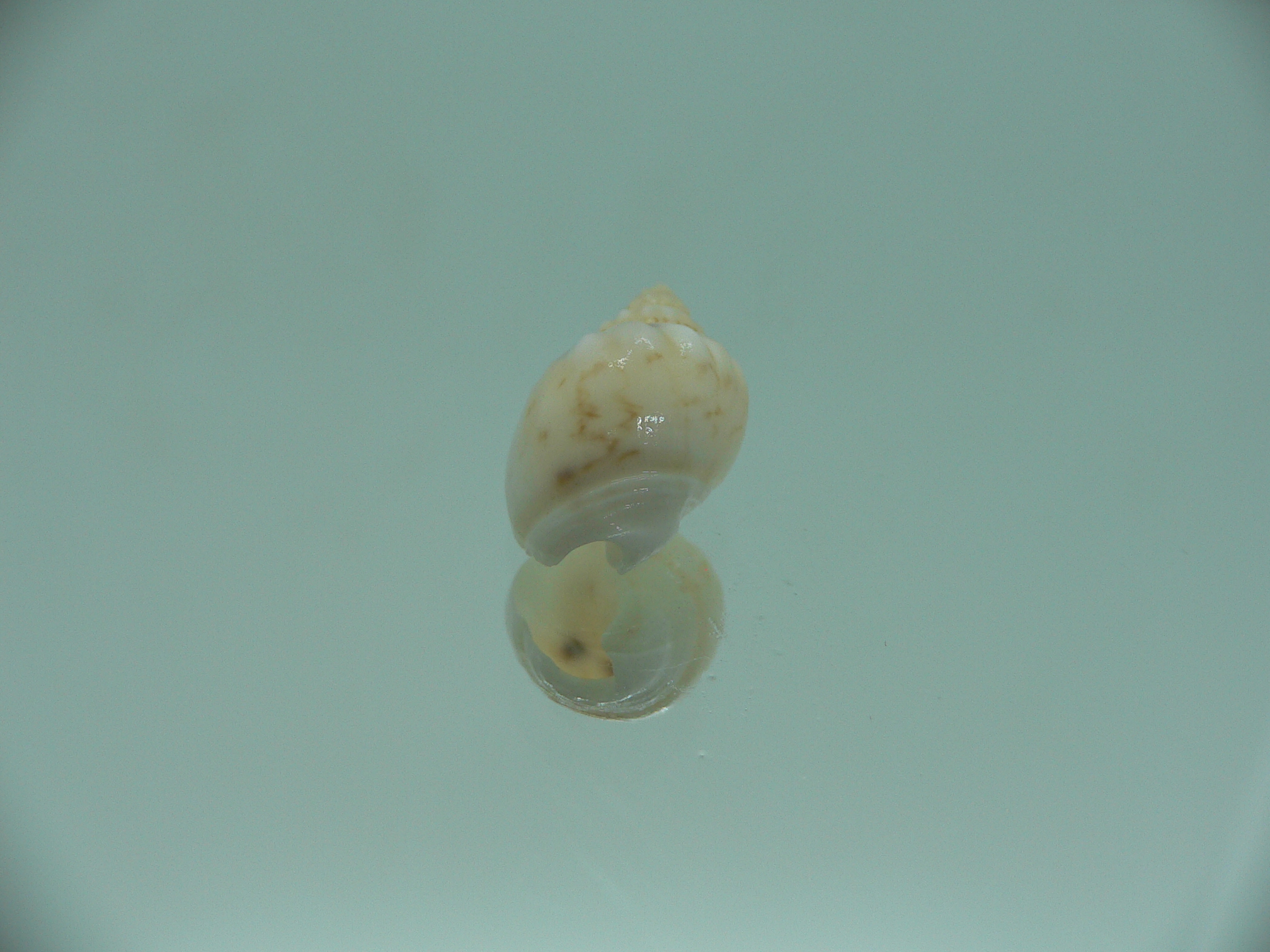 Nassodonta dorri (Oligohalinophila dorri) VERY BIG