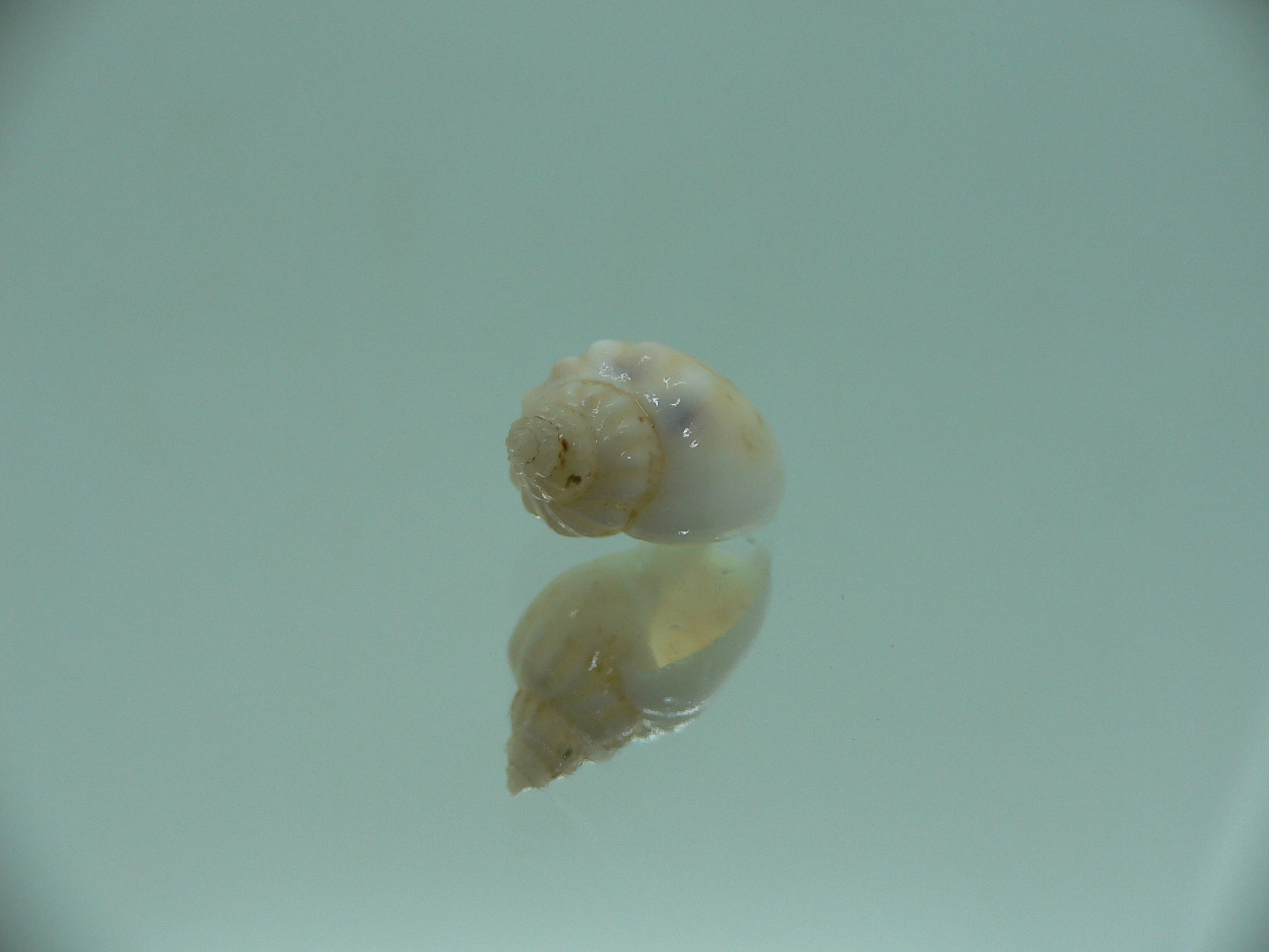 Nassodonta dorri (Oligohalinophila dorri) VERY BIG