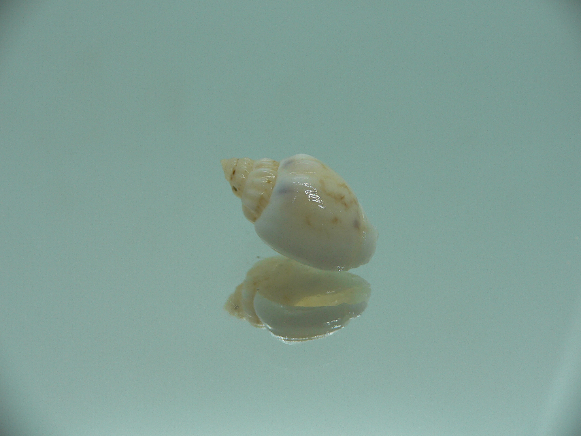 Nassodonta dorri (Oligohalinophila dorri) VERY BIG