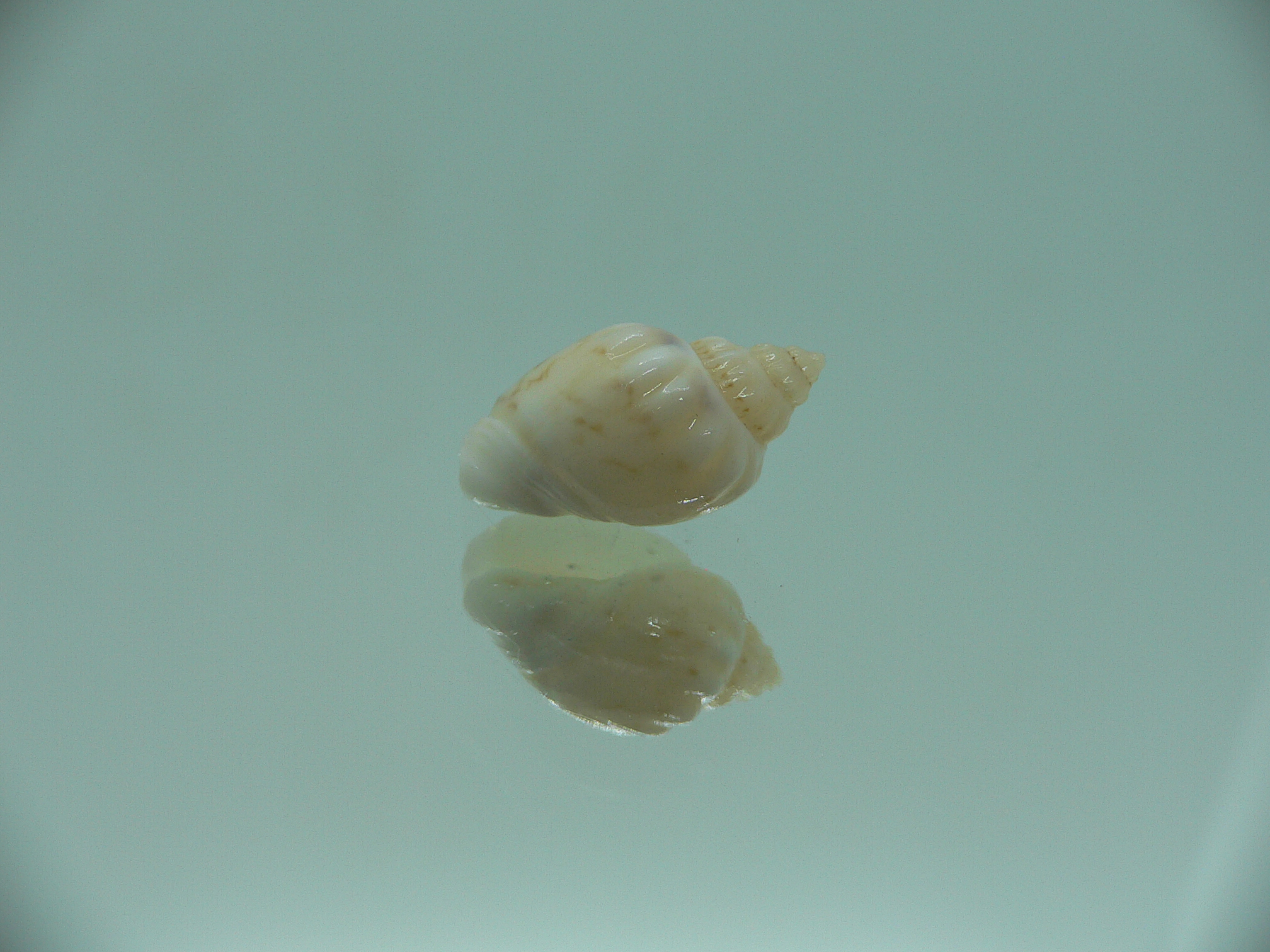 Nassodonta dorri (Oligohalinophila dorri) VERY BIG