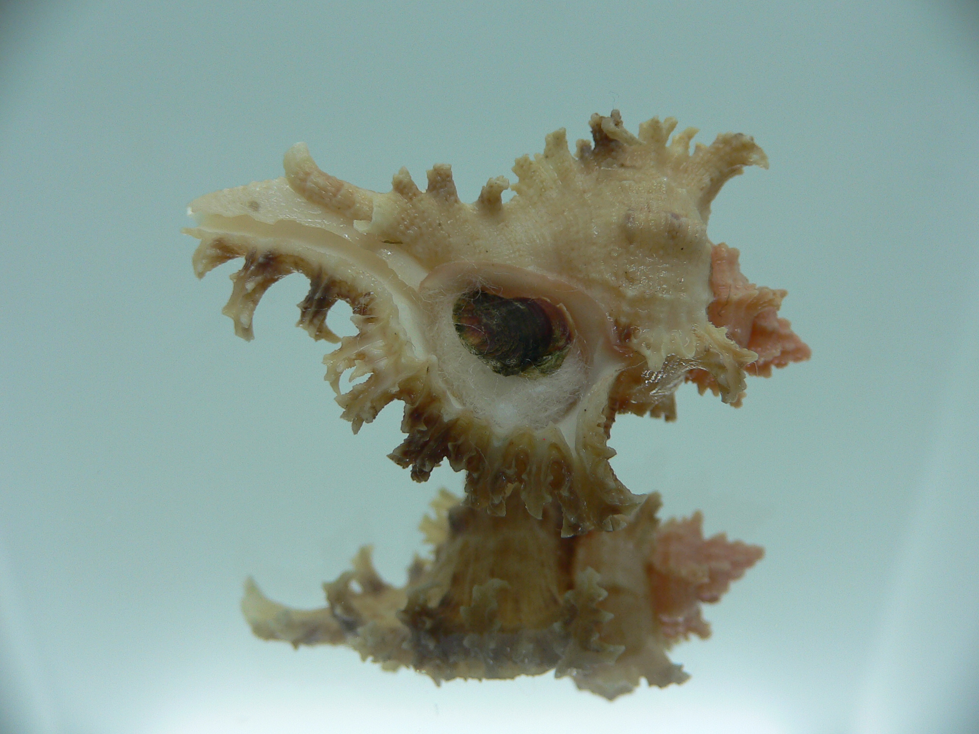 Chicoreus ramosus SUPER DWARF