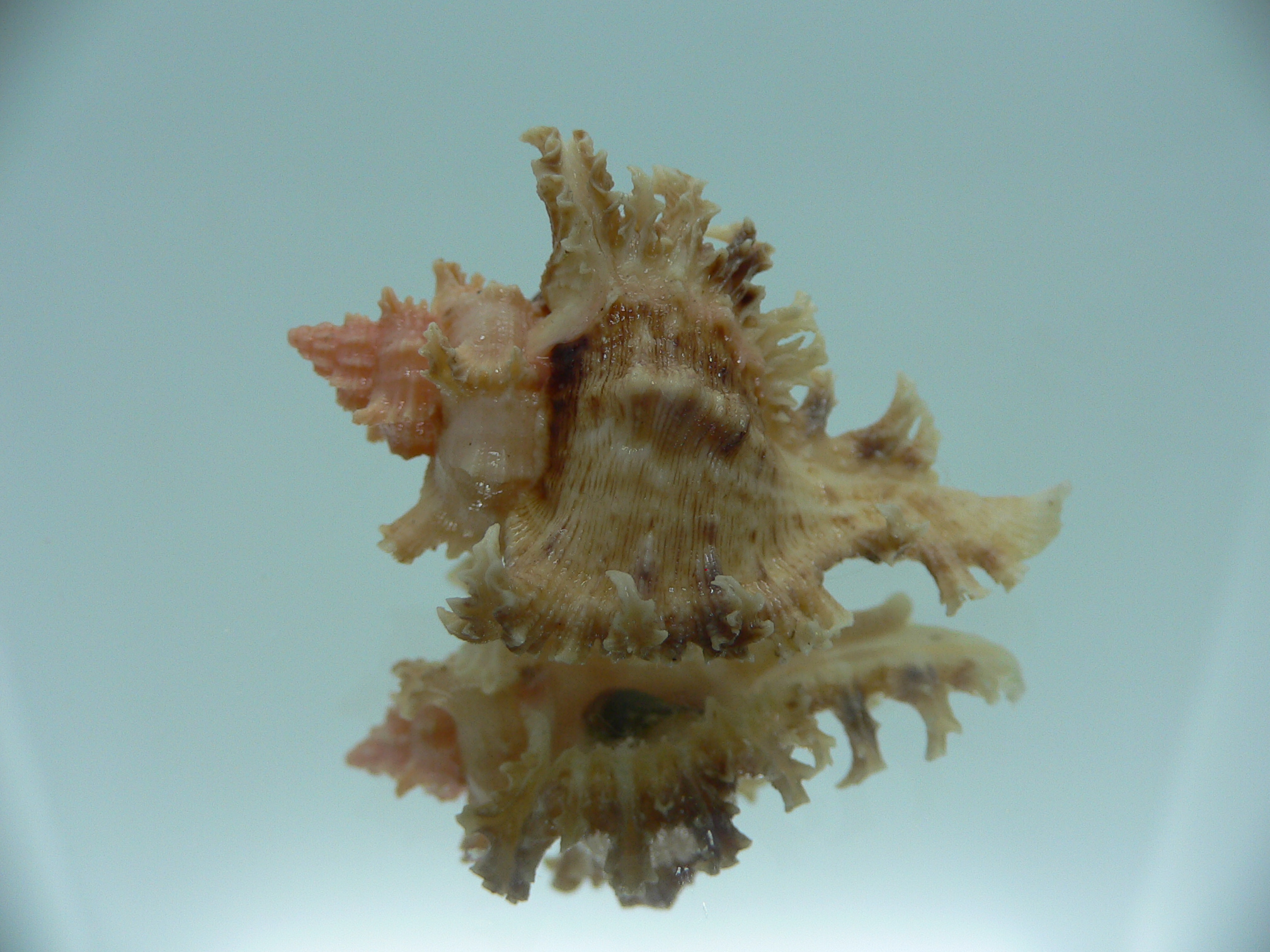 Chicoreus ramosus SUPER DWARF