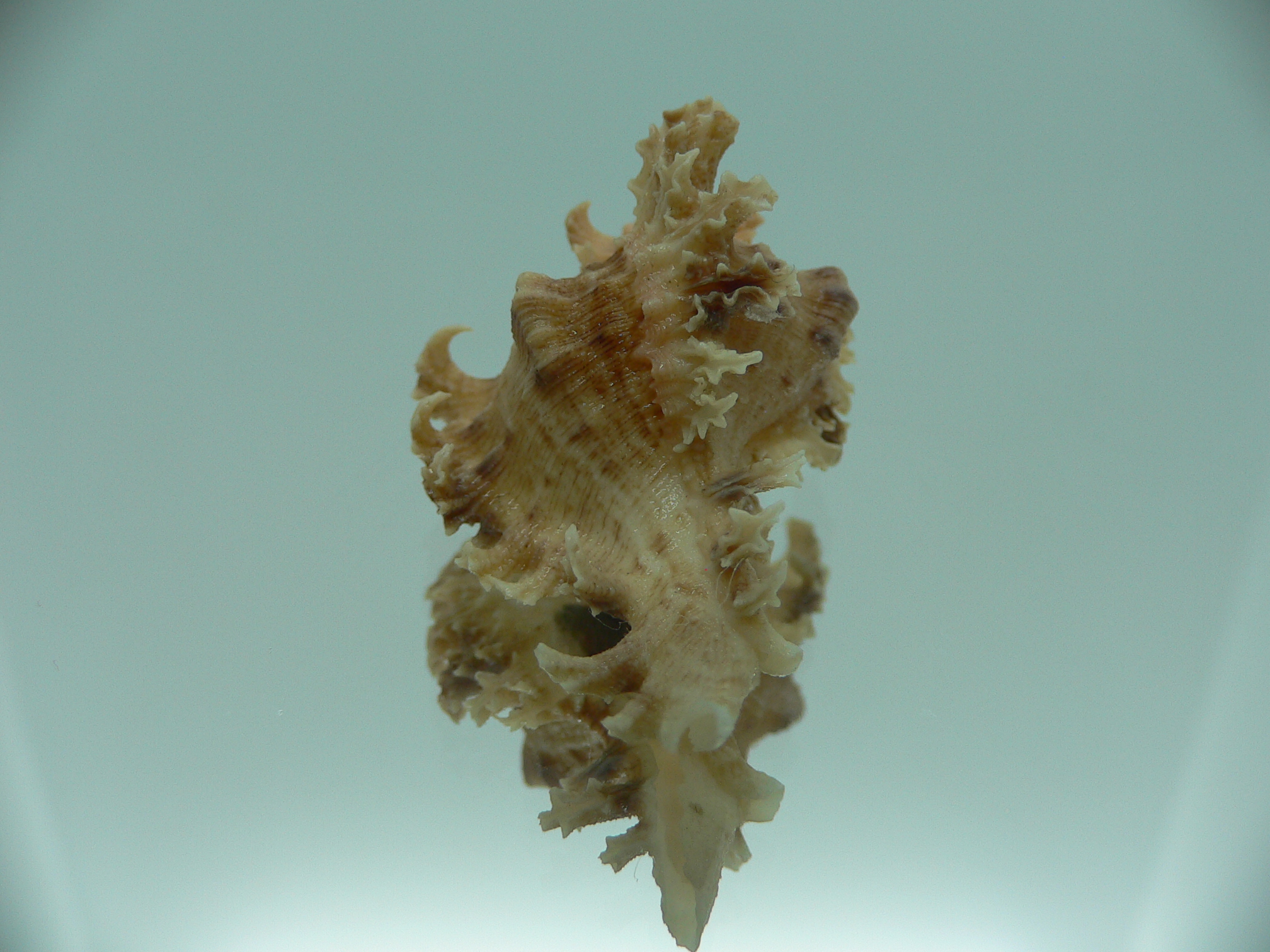 Chicoreus ramosus SUPER DWARF