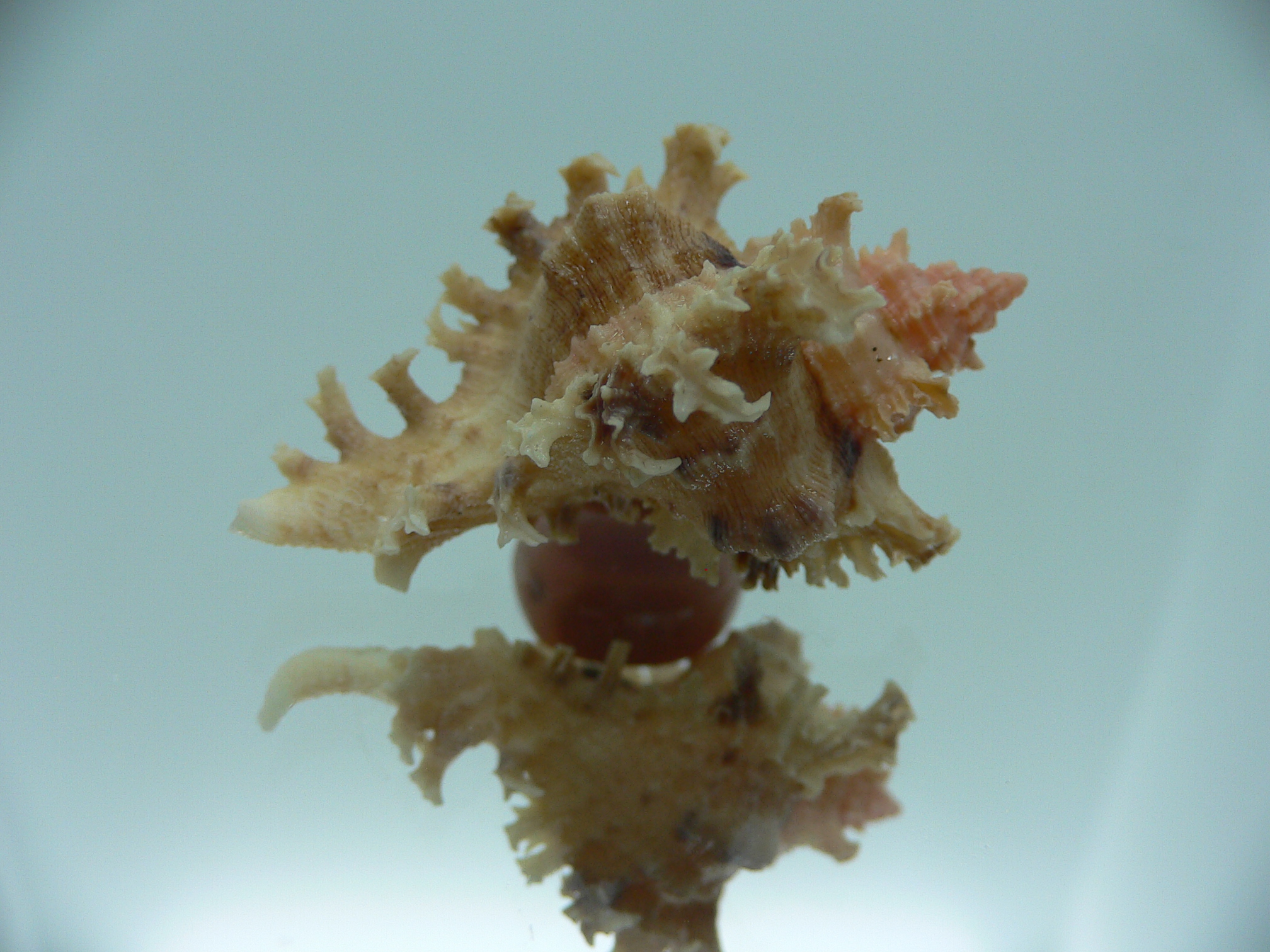 Chicoreus ramosus SUPER DWARF