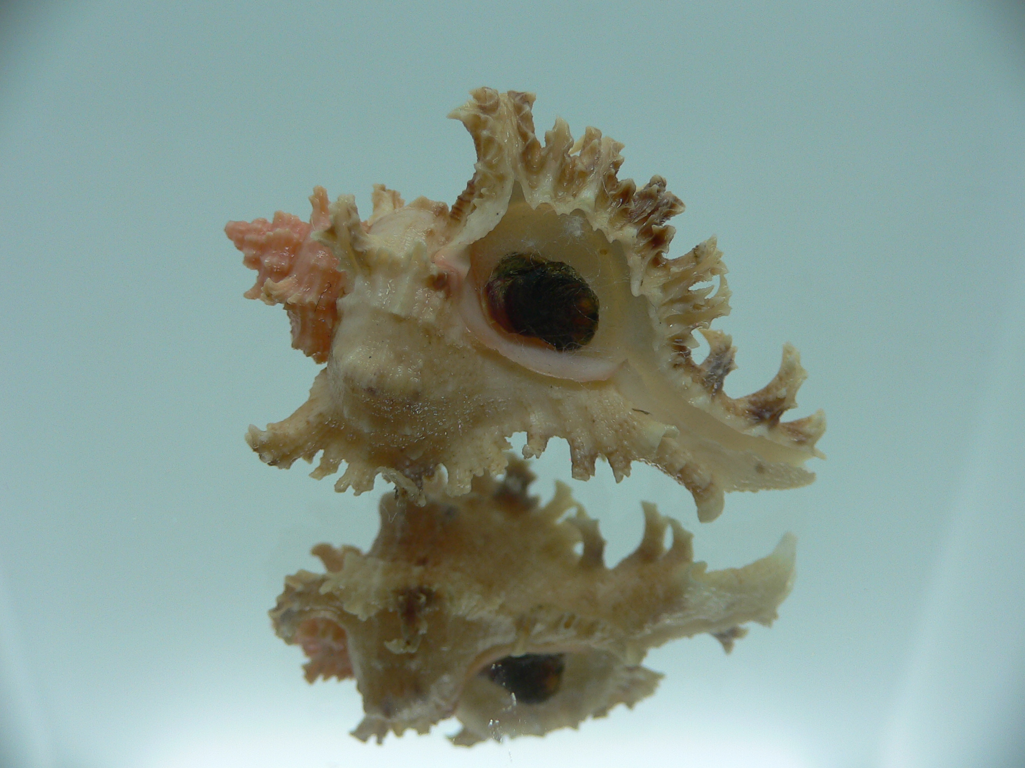 Chicoreus ramosus SUPER DWARF