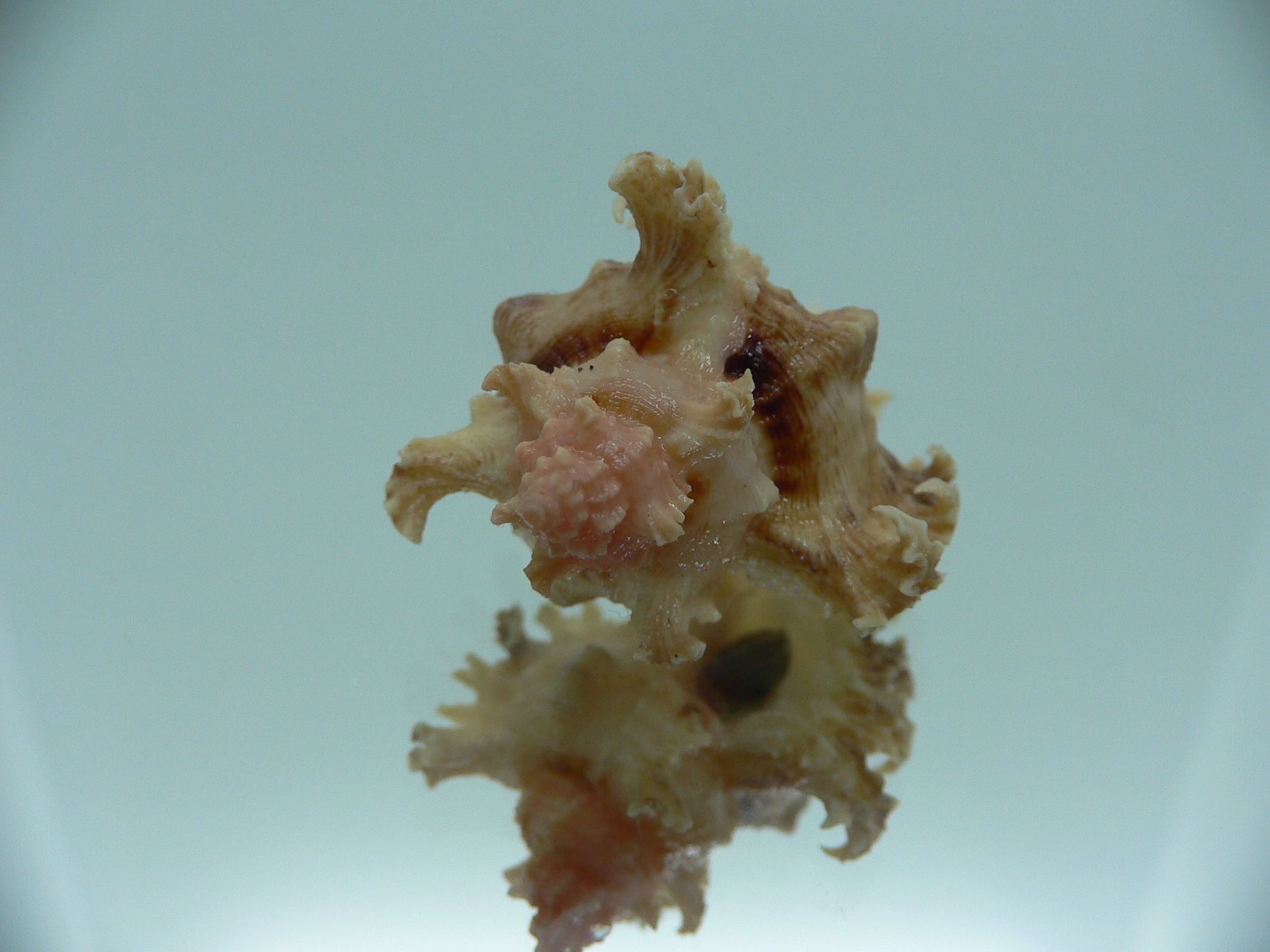 Chicoreus ramosus SUPER DWARF