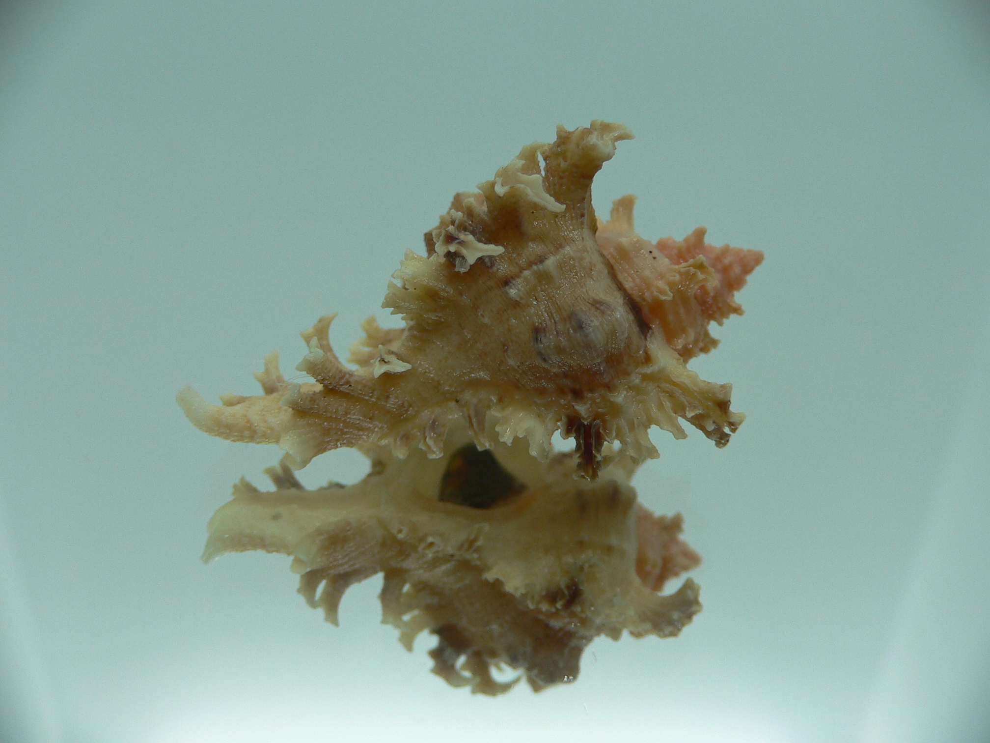 Chicoreus ramosus SUPER DWARF