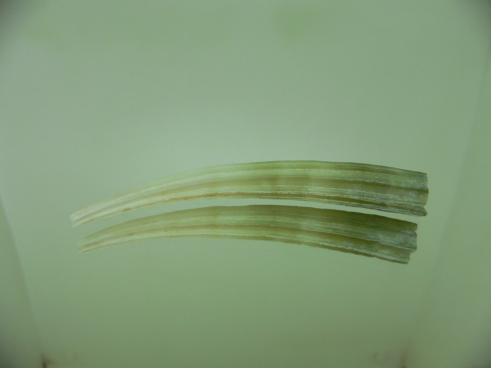 Dentalium elephantinum