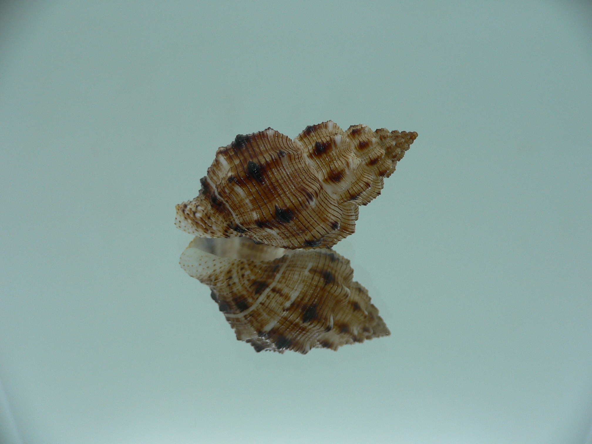 Cantharus leucotaeniatus IDEAL