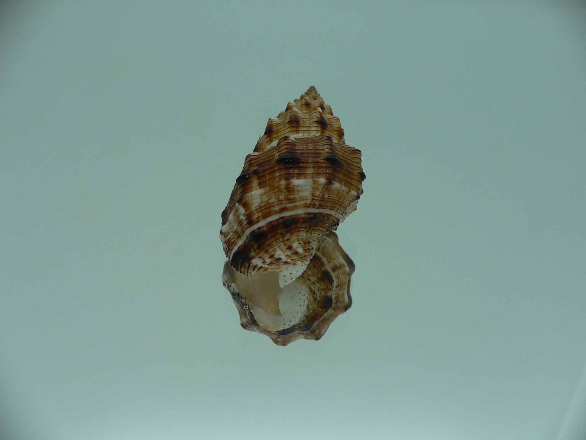 Cantharus leucotaeniatus IDEAL