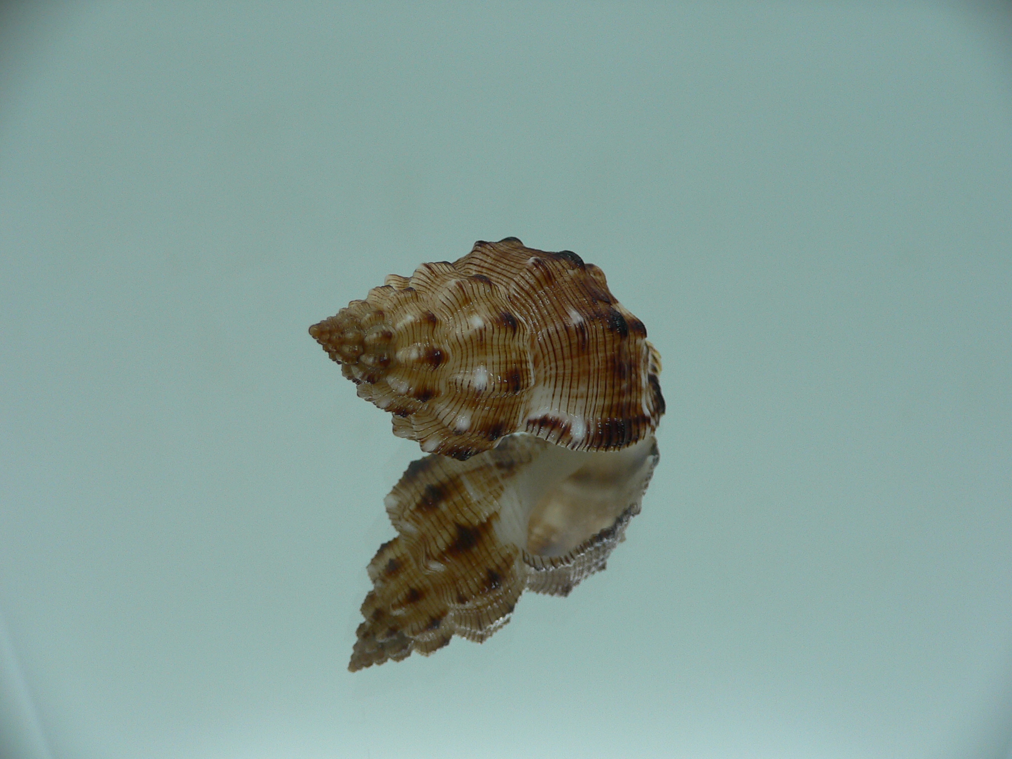 Cantharus leucotaeniatus IDEAL