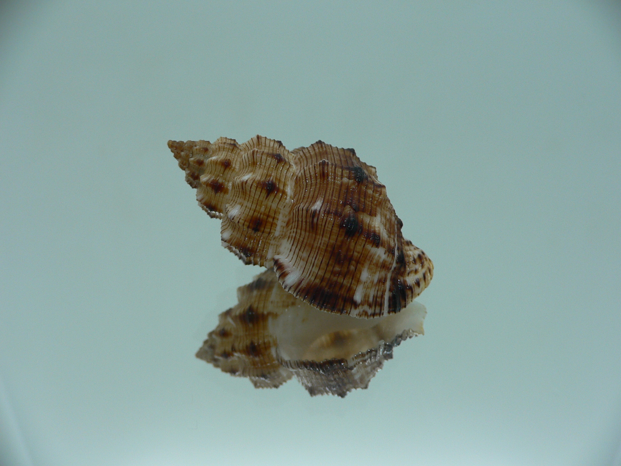 Cantharus leucotaeniatus IDEAL