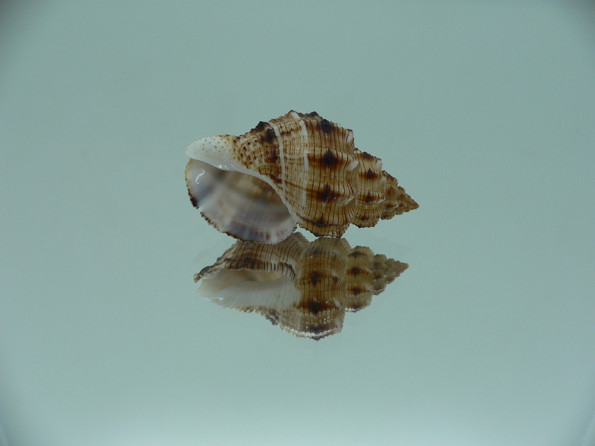 Cantharus leucotaeniatus IDEAL