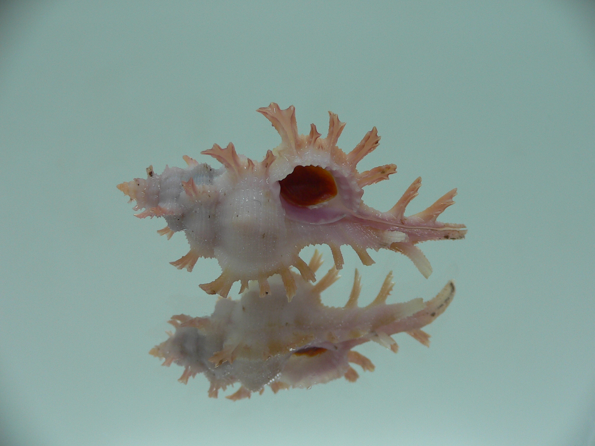 Chicoreus rossiteri ORANGE-PINK