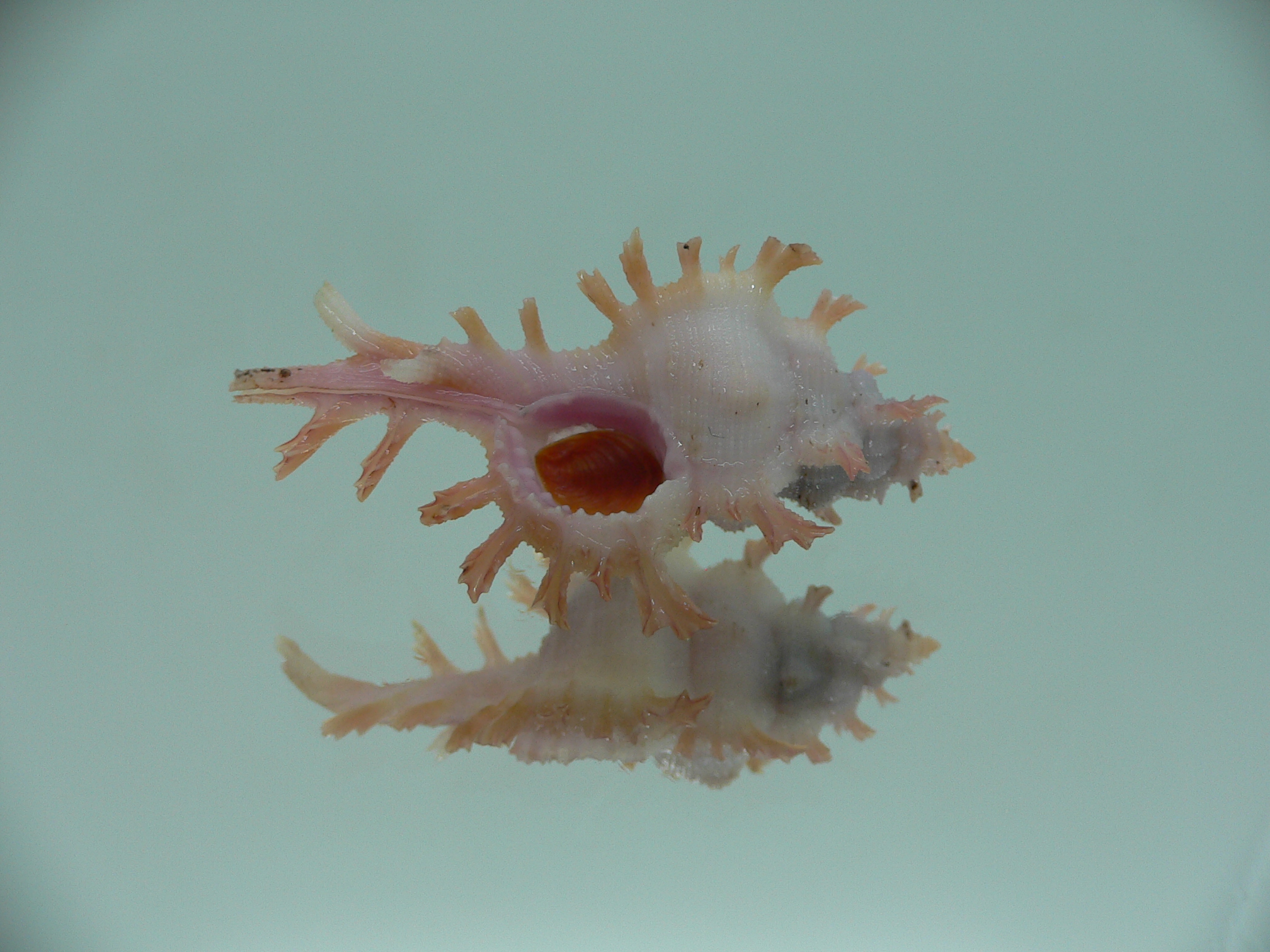 Chicoreus rossiteri ORANGE-PINK