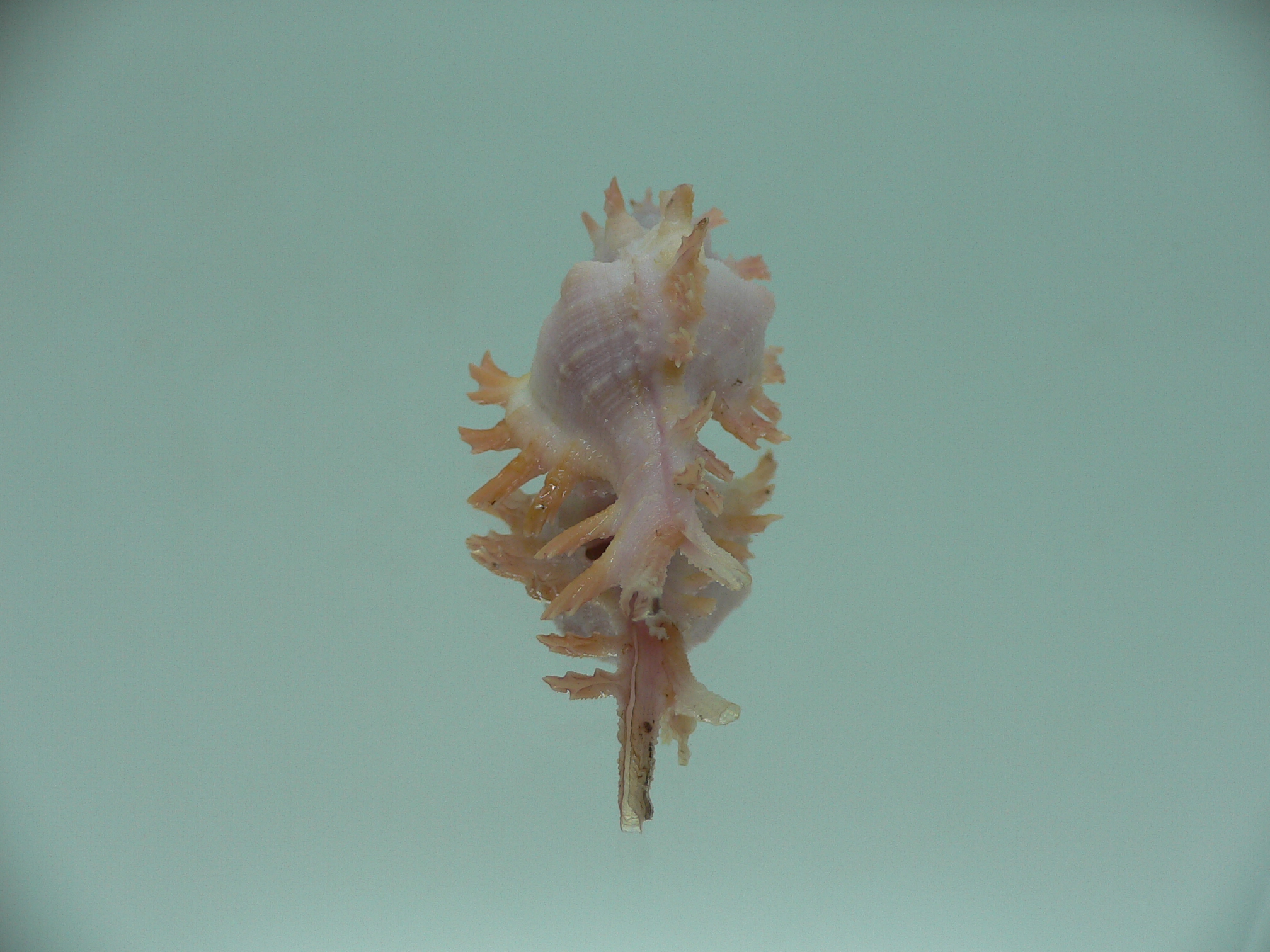 Chicoreus rossiteri ORANGE-PINK