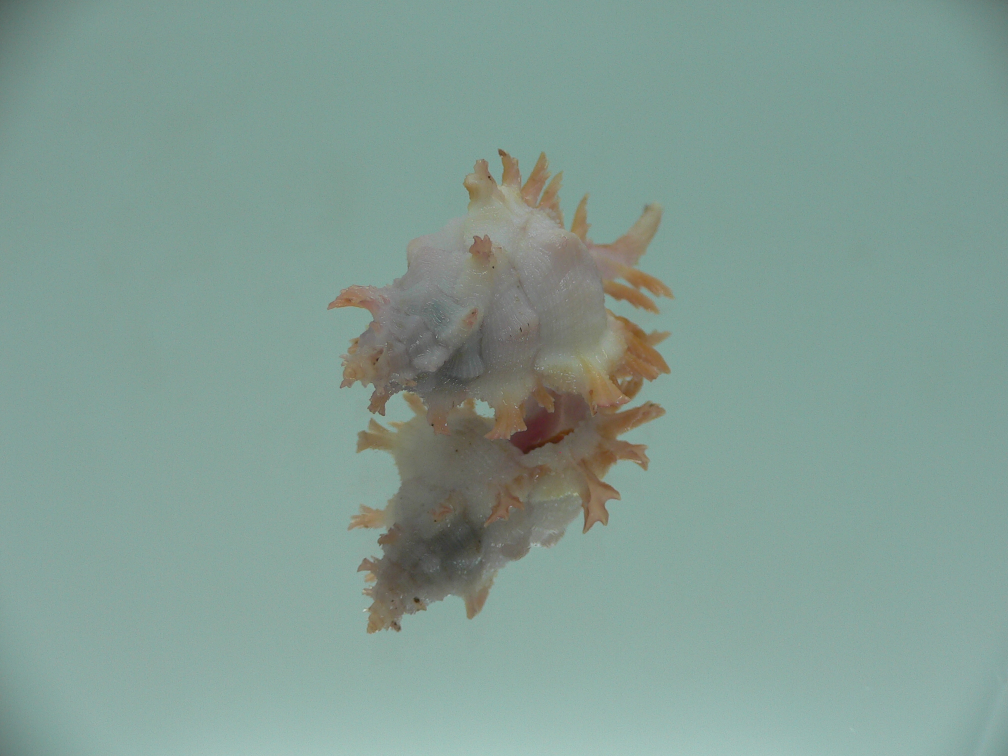 Chicoreus rossiteri ORANGE-PINK