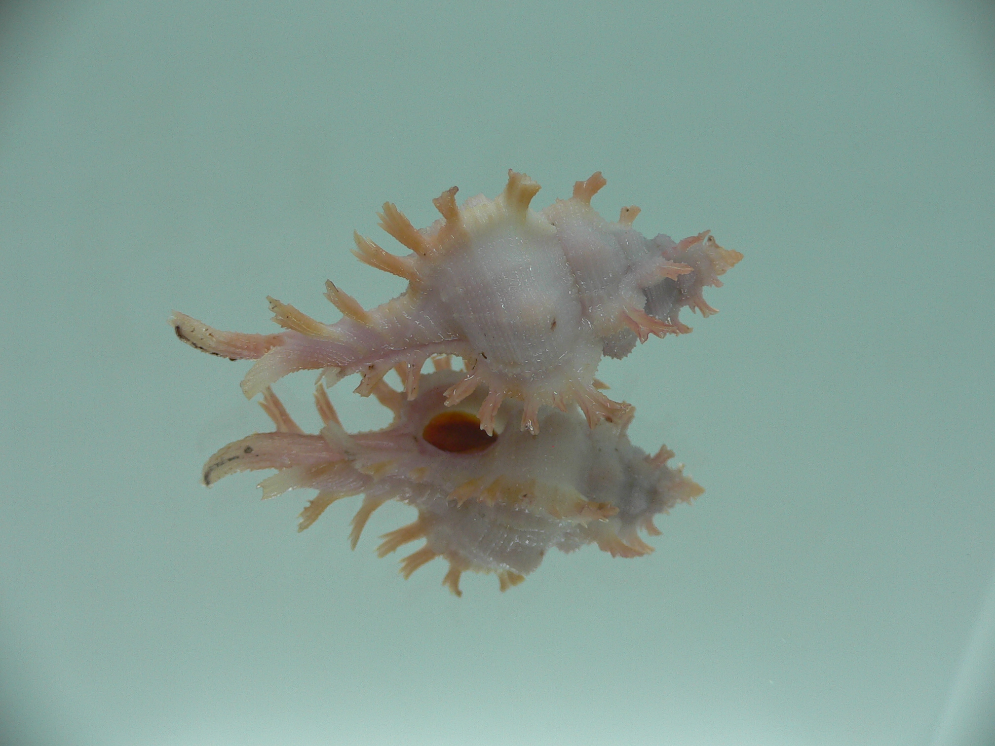 Chicoreus rossiteri ORANGE-PINK
