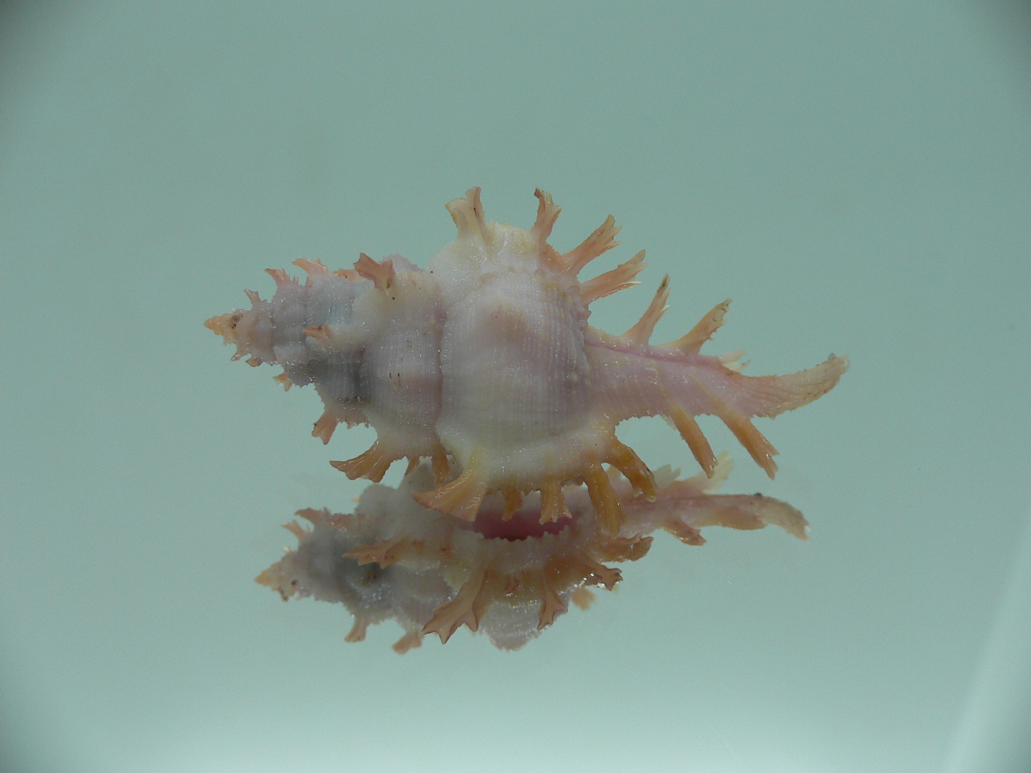 Chicoreus rossiteri ORANGE-PINK