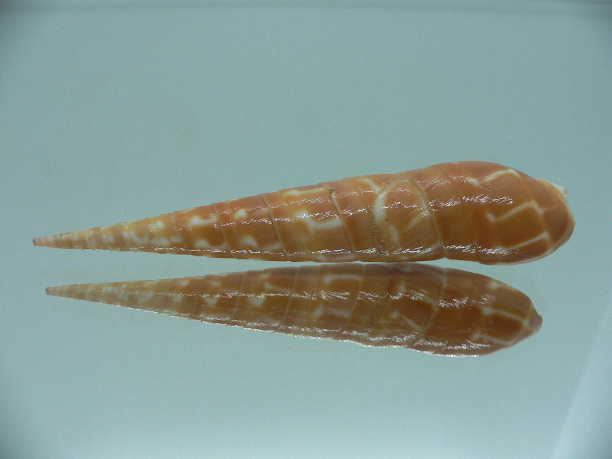 Oxymeris dimidiatus ORANGE