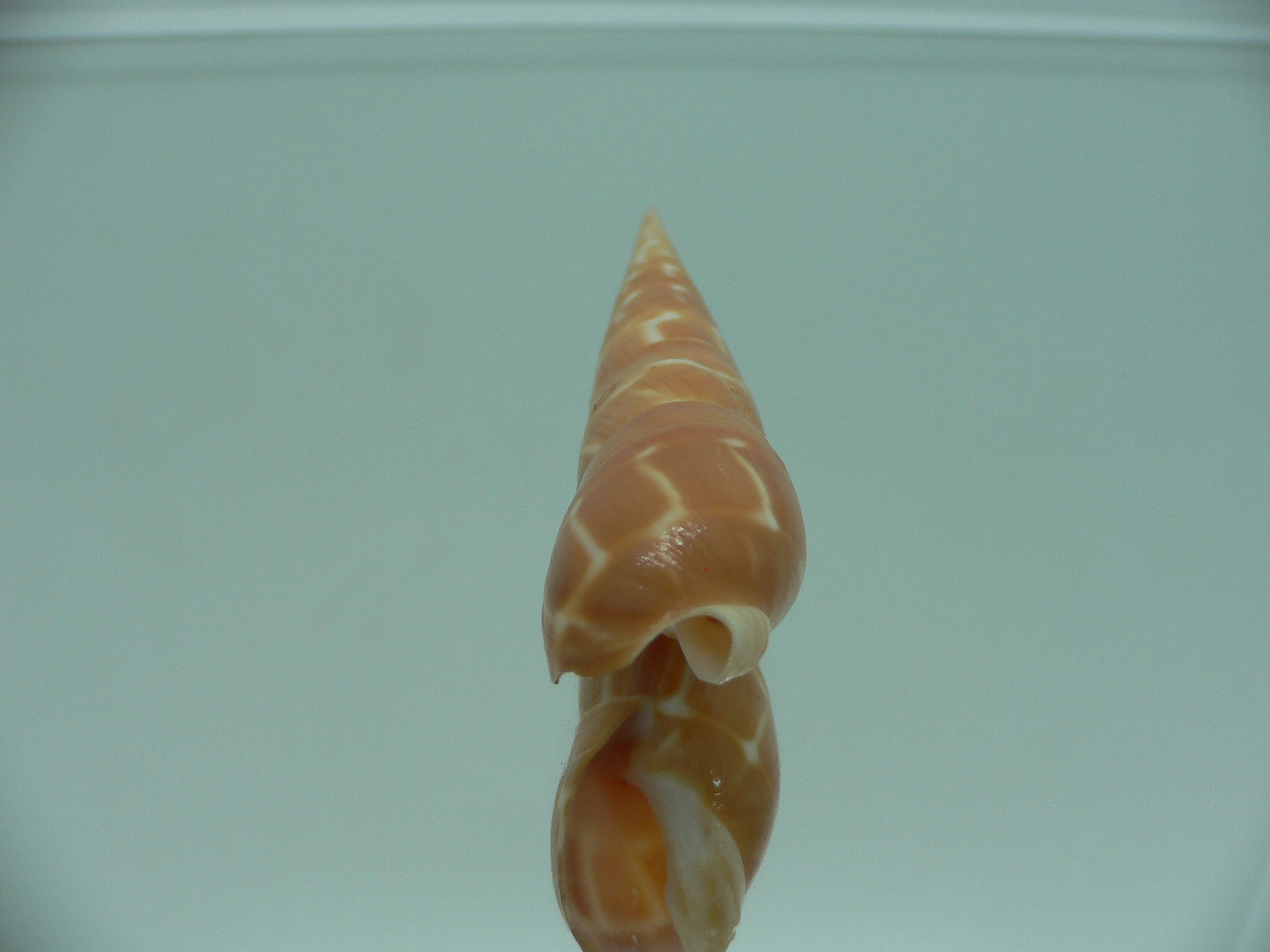 Oxymeris dimidiatus ORANGE