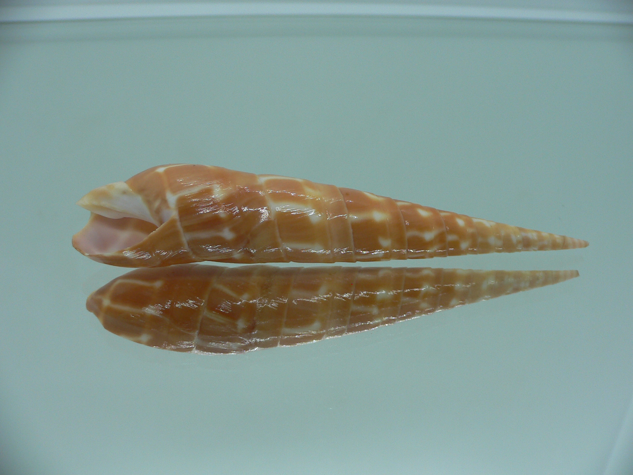 Oxymeris dimidiatus ORANGE