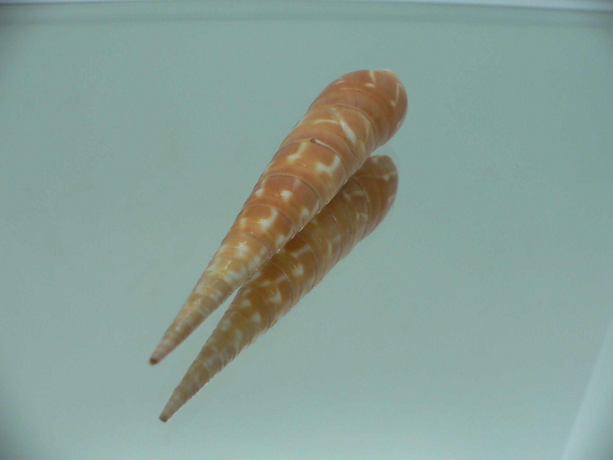 Oxymeris dimidiatus ORANGE