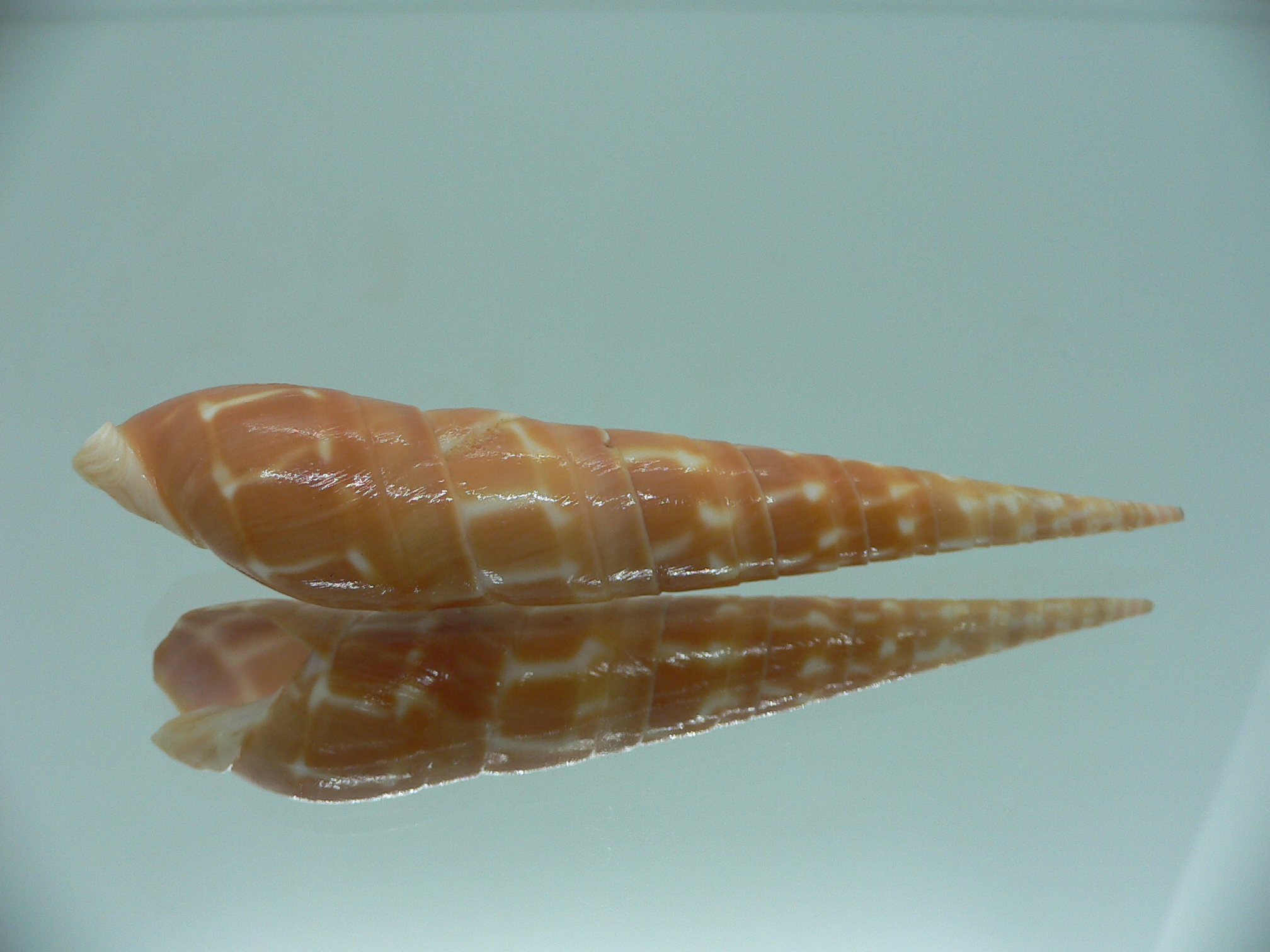 Oxymeris dimidiatus ORANGE