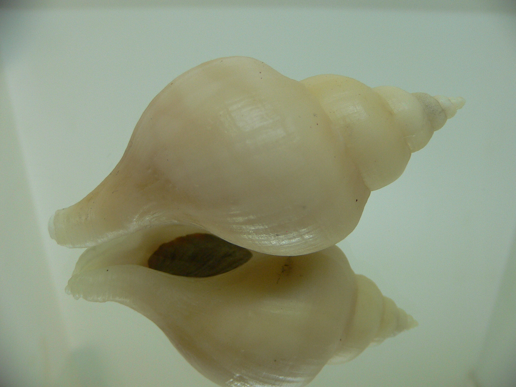Neptunea ennae VERY GOOD SIZE