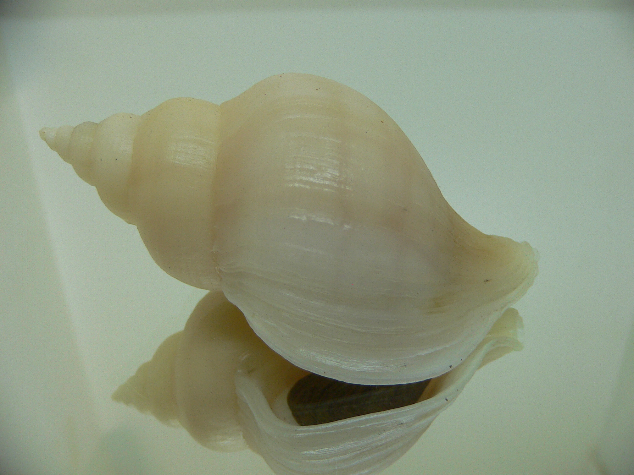 Neptunea ennae VERY GOOD SIZE