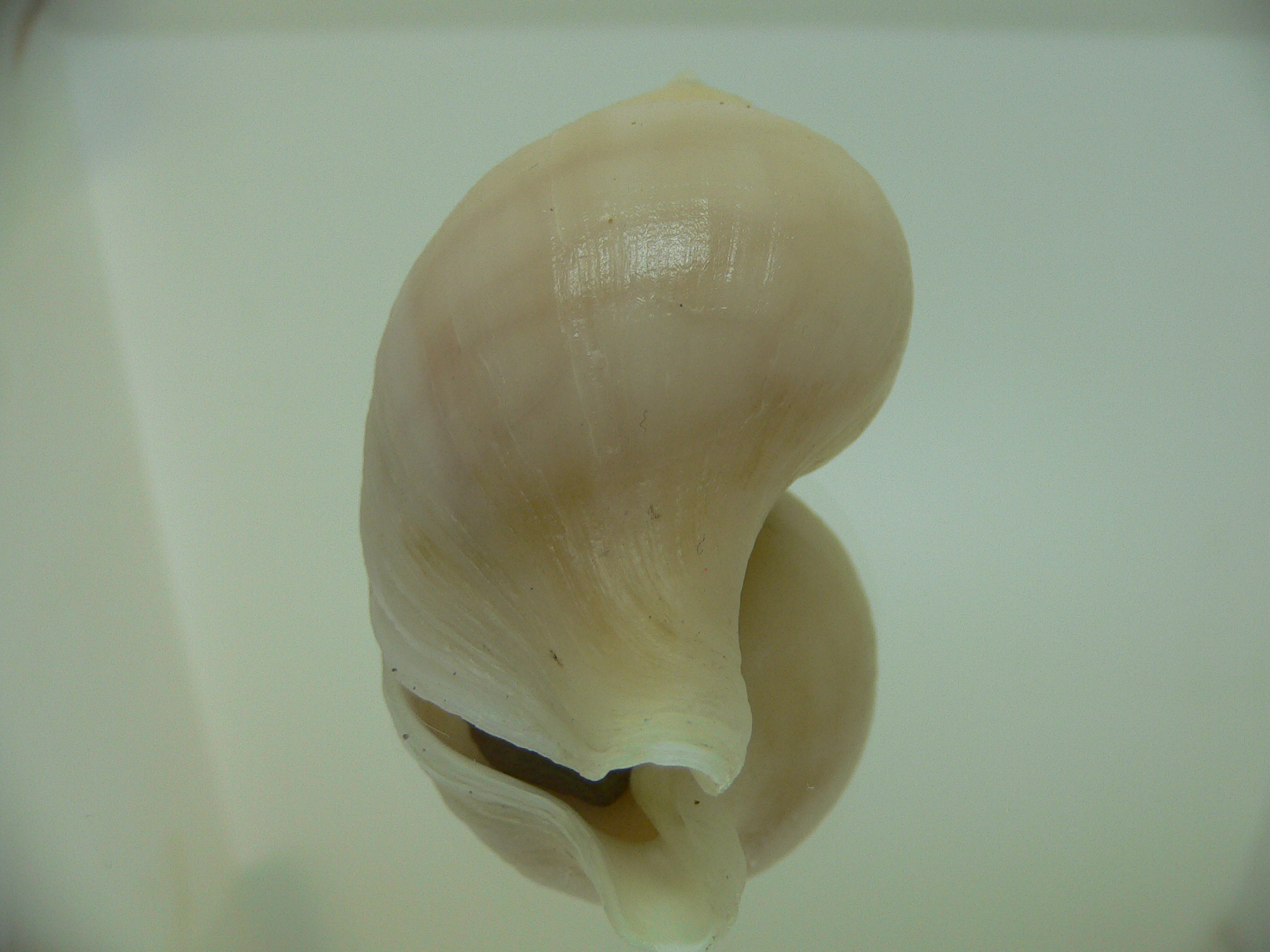 Neptunea ennae VERY GOOD SIZE