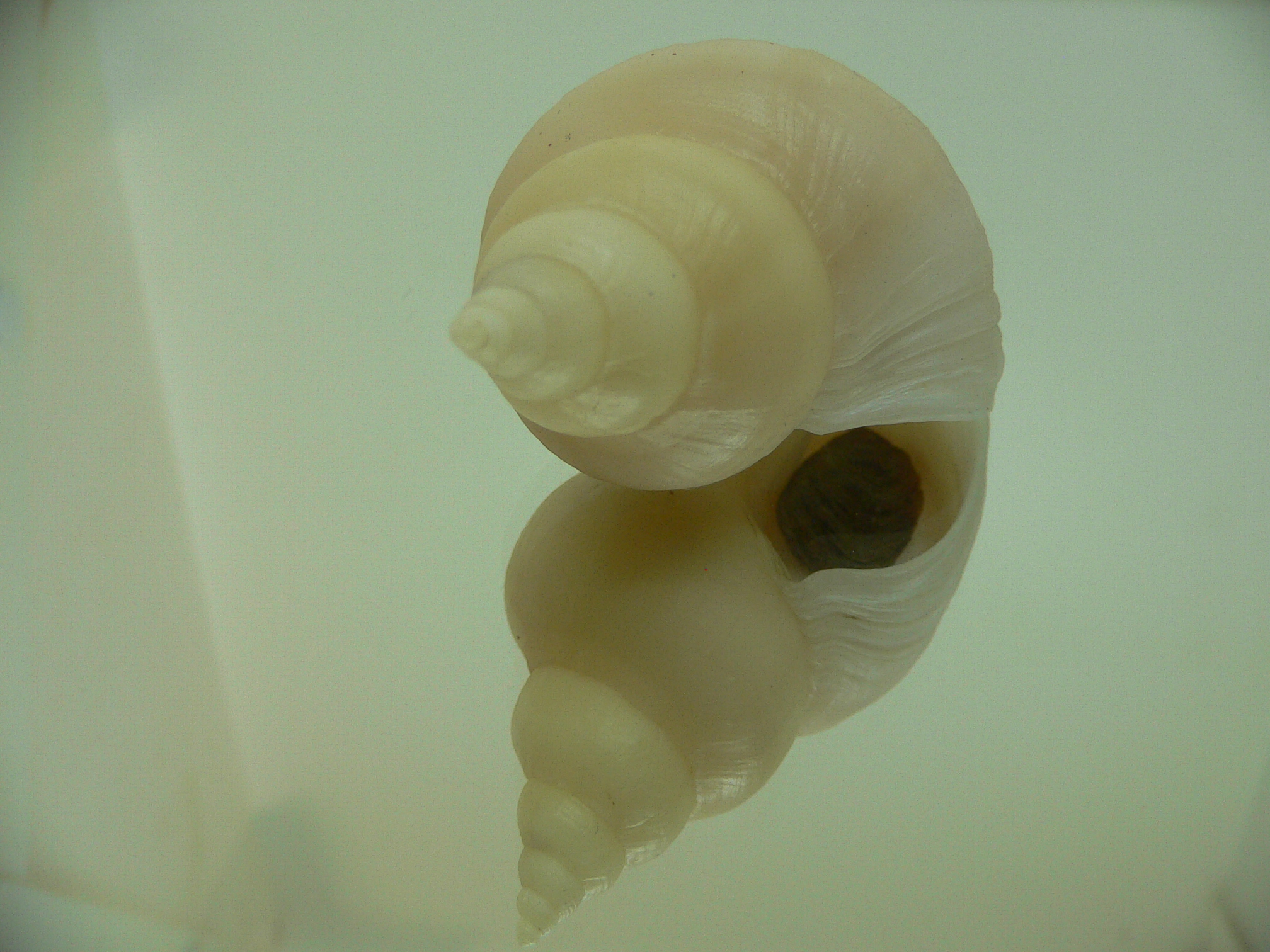 Neptunea ennae VERY GOOD SIZE