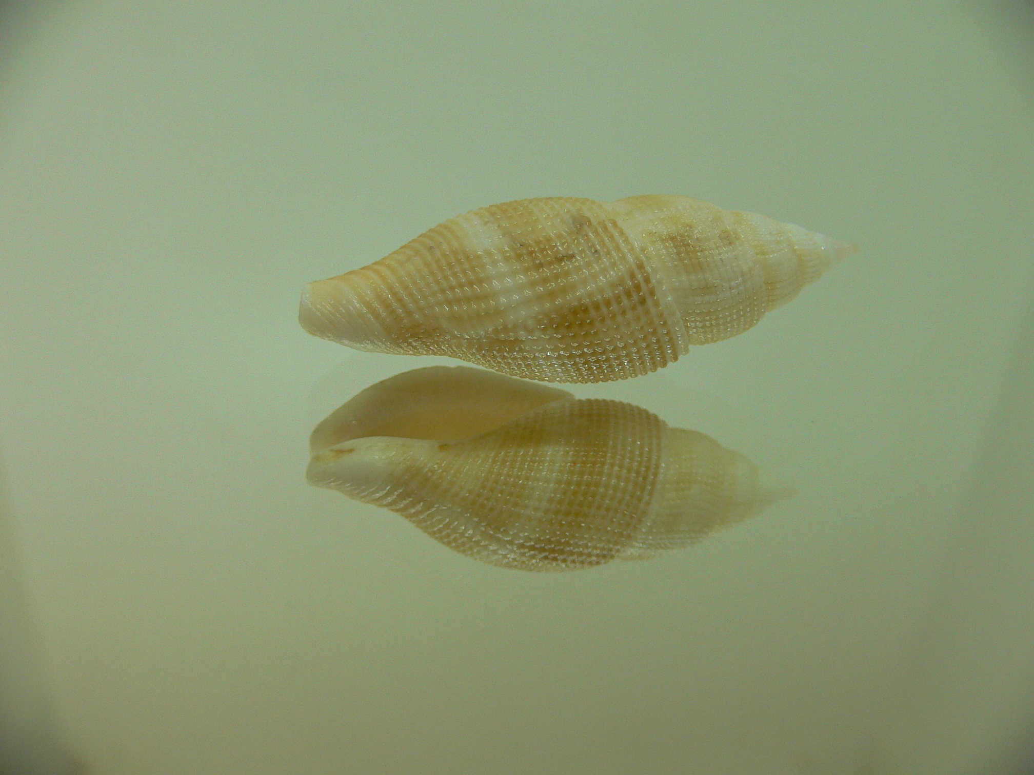 Metula inflata