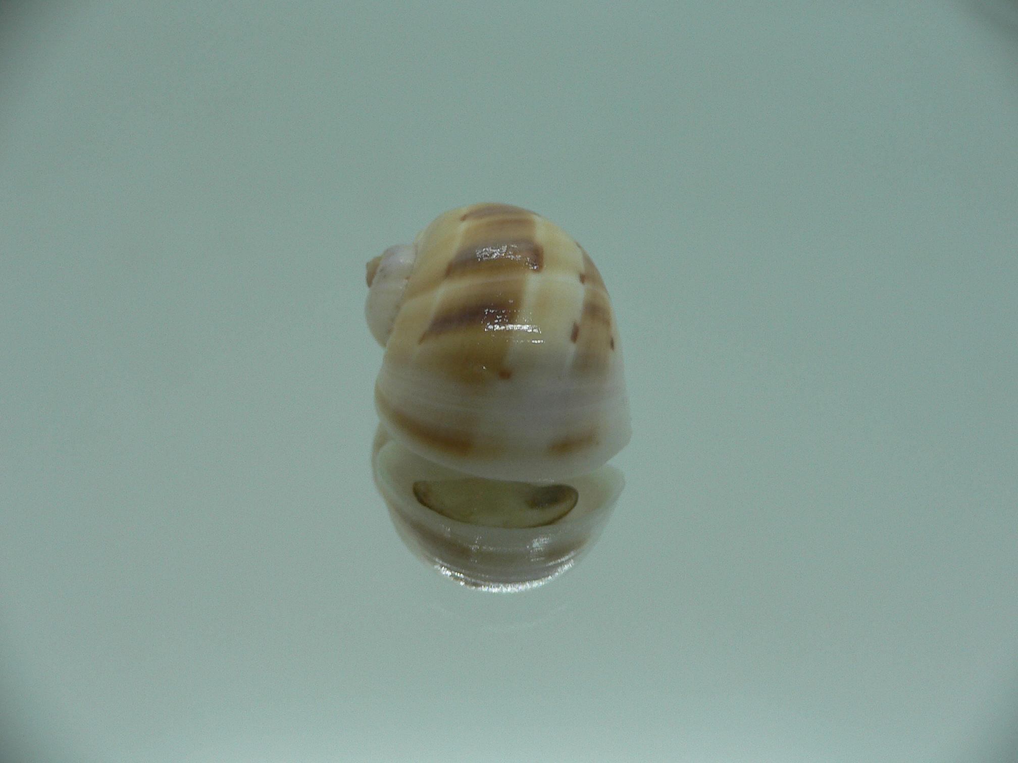 Glyphepithema alapapilionis RARE