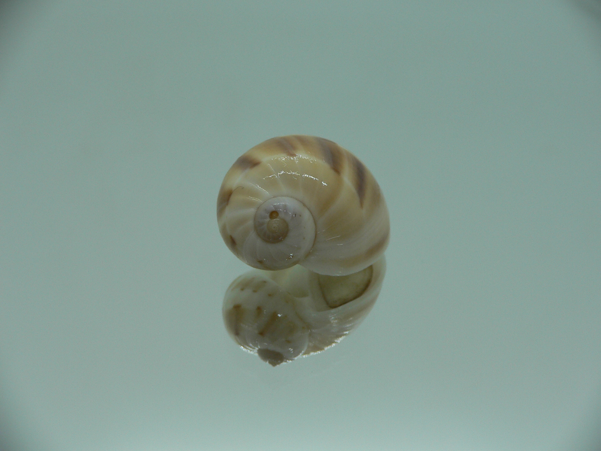 Glyphepithema alapapilionis RARE