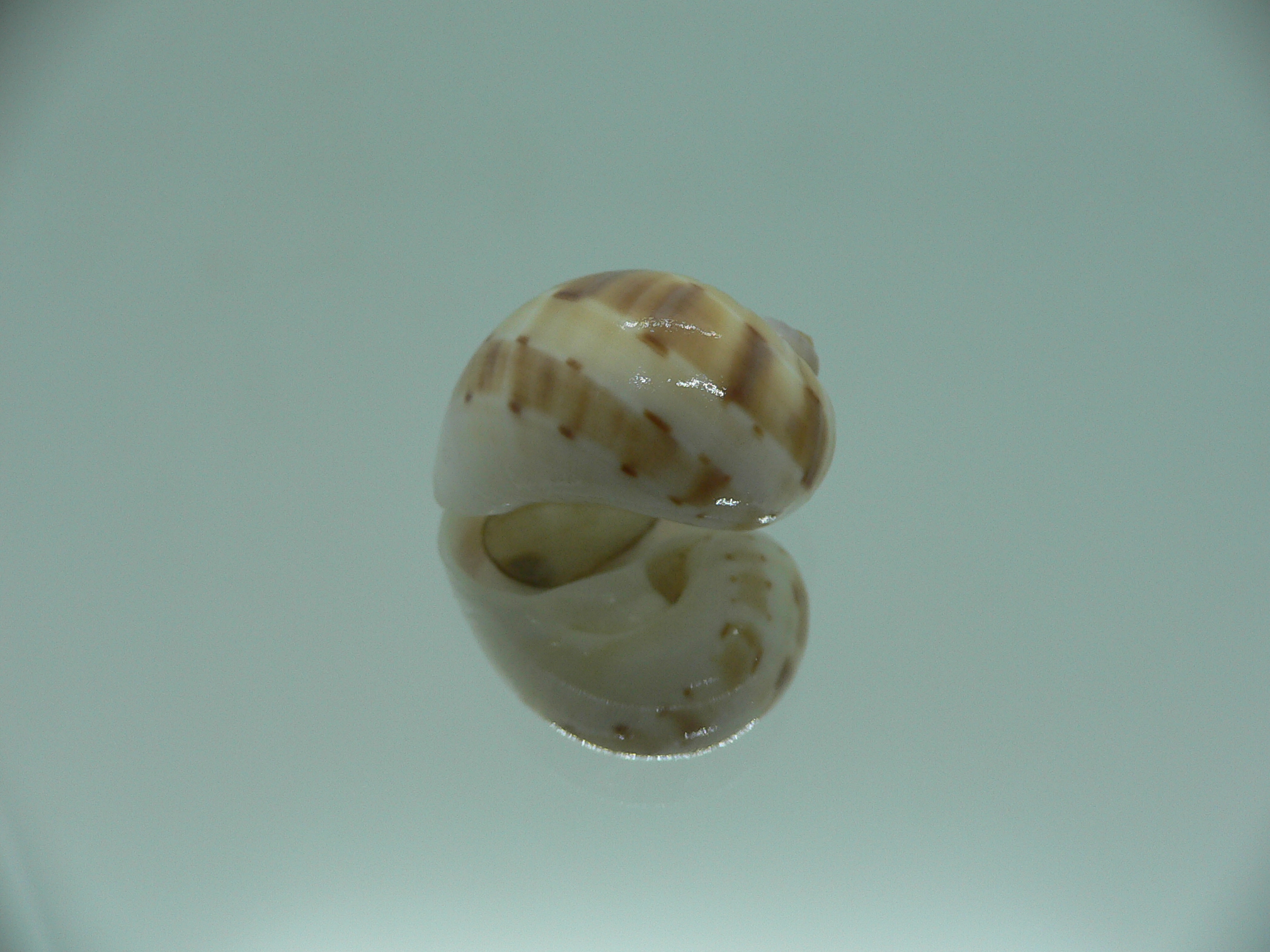 Glyphepithema alapapilionis RARE