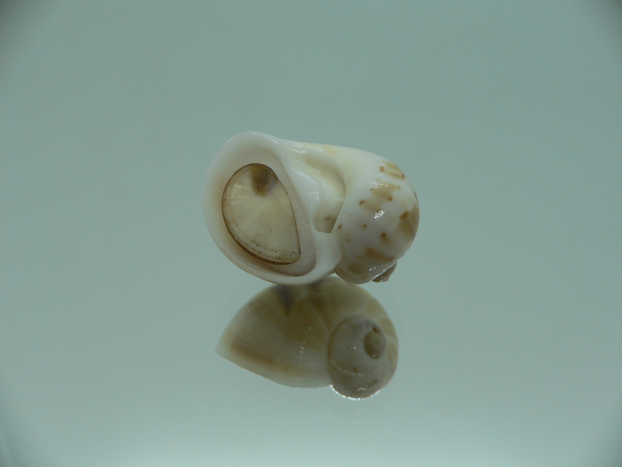 Glyphepithema alapapilionis RARE