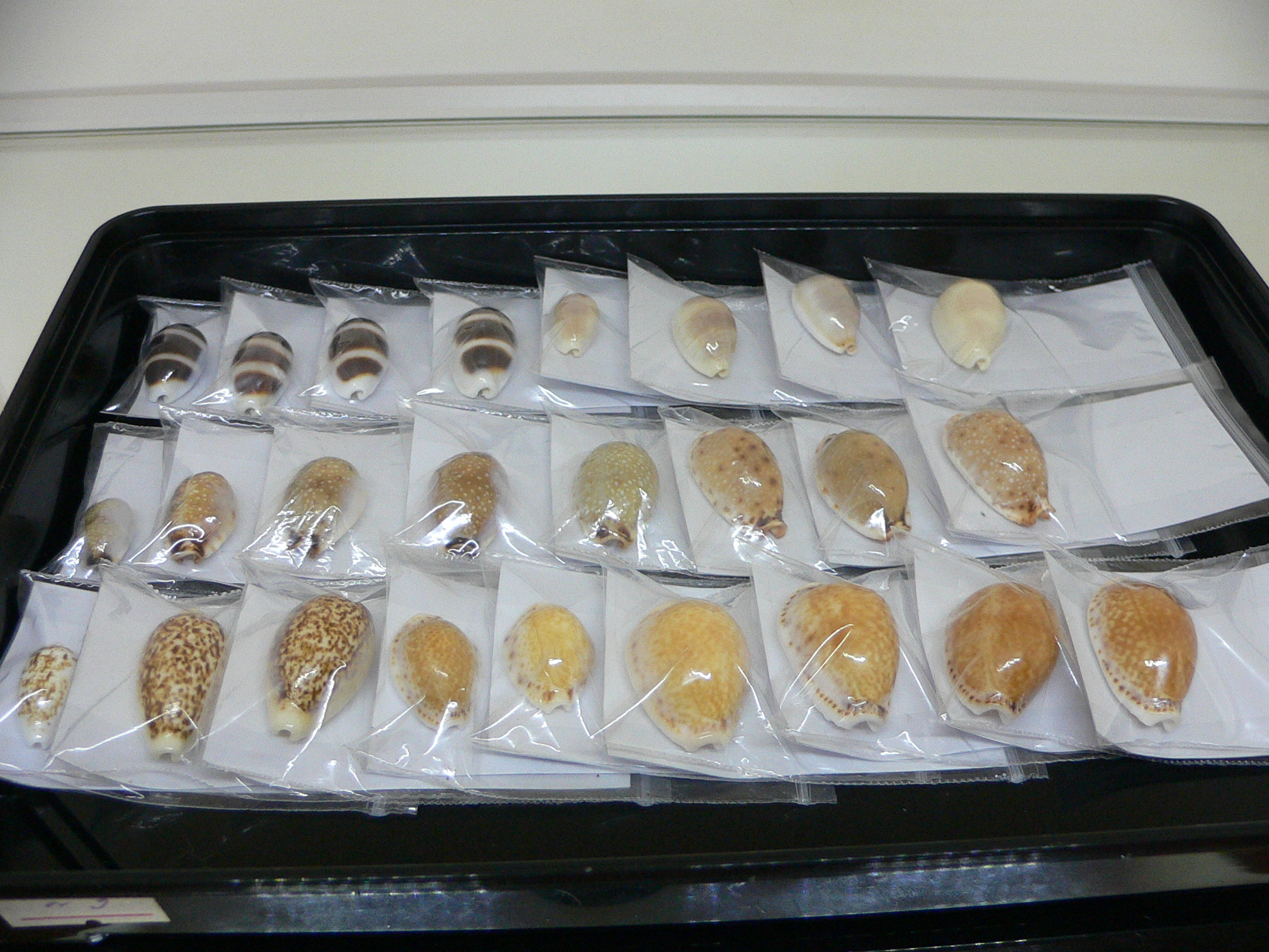 Cypraea coxeni BIG