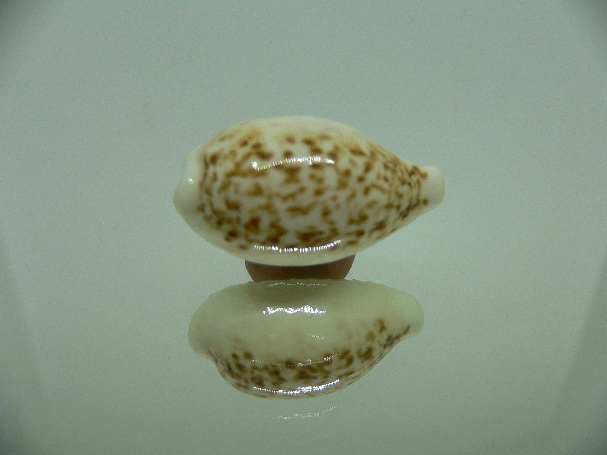 Cypraea coxeni BIG