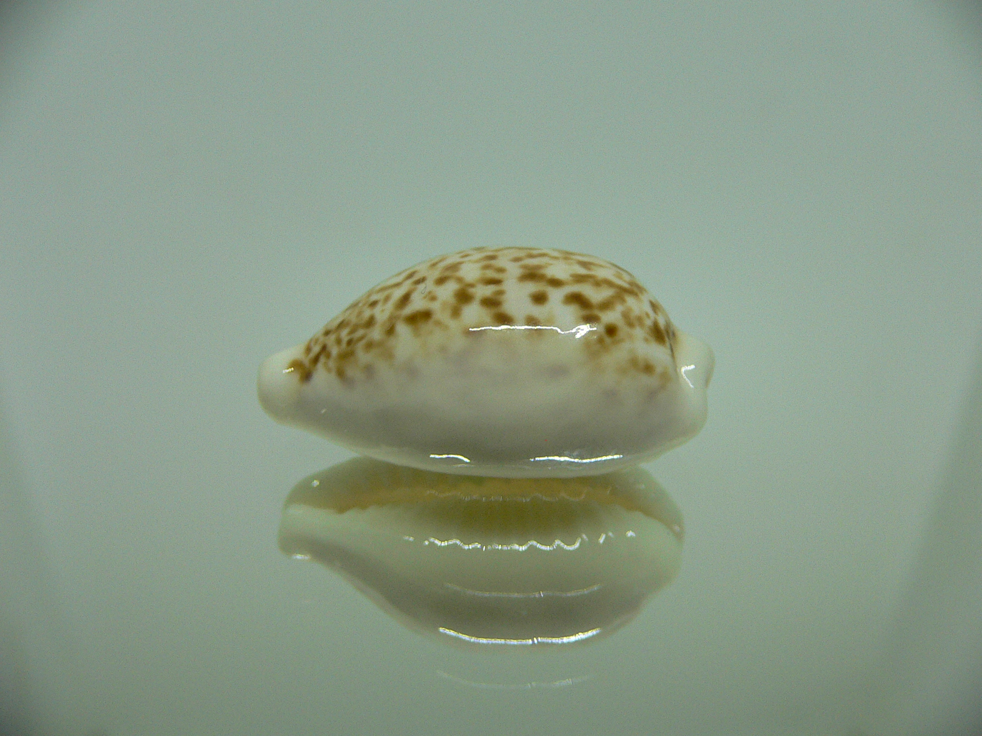 Cypraea coxeni BIG