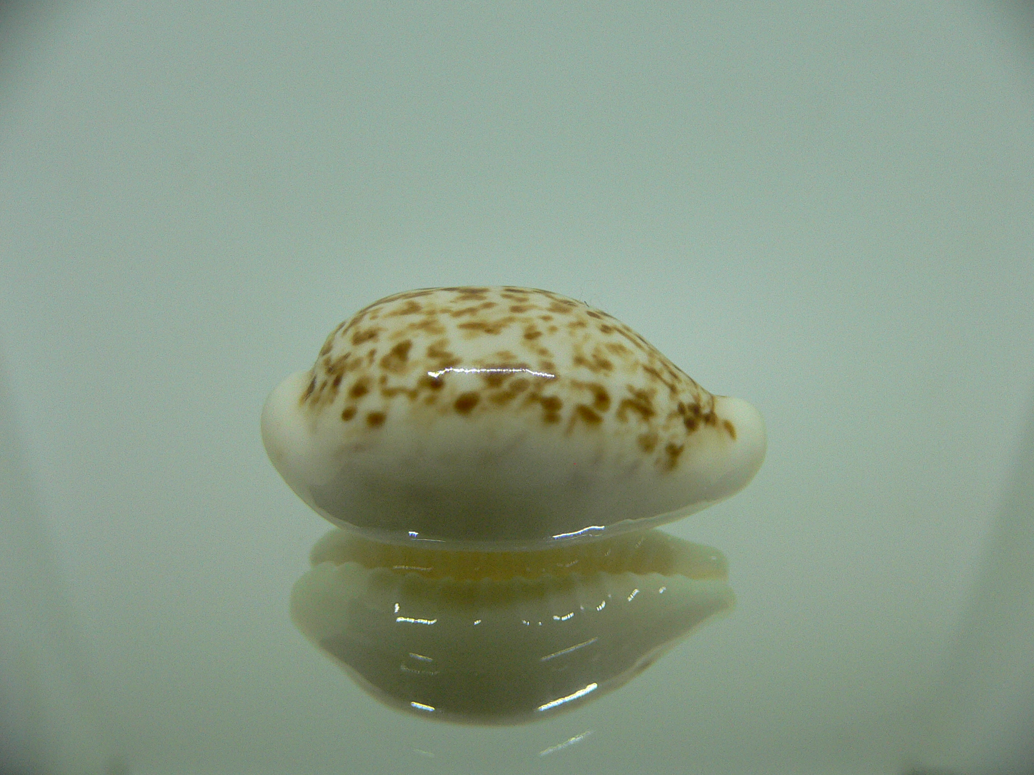 Cypraea coxeni BIG
