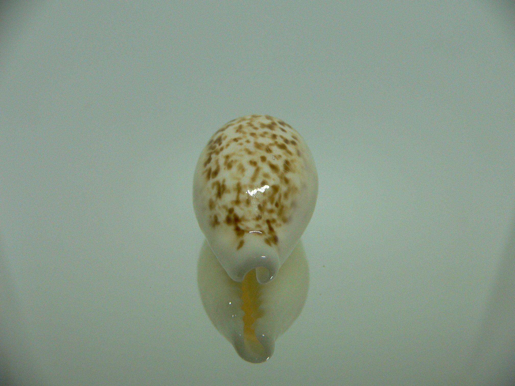 Cypraea coxeni BIG