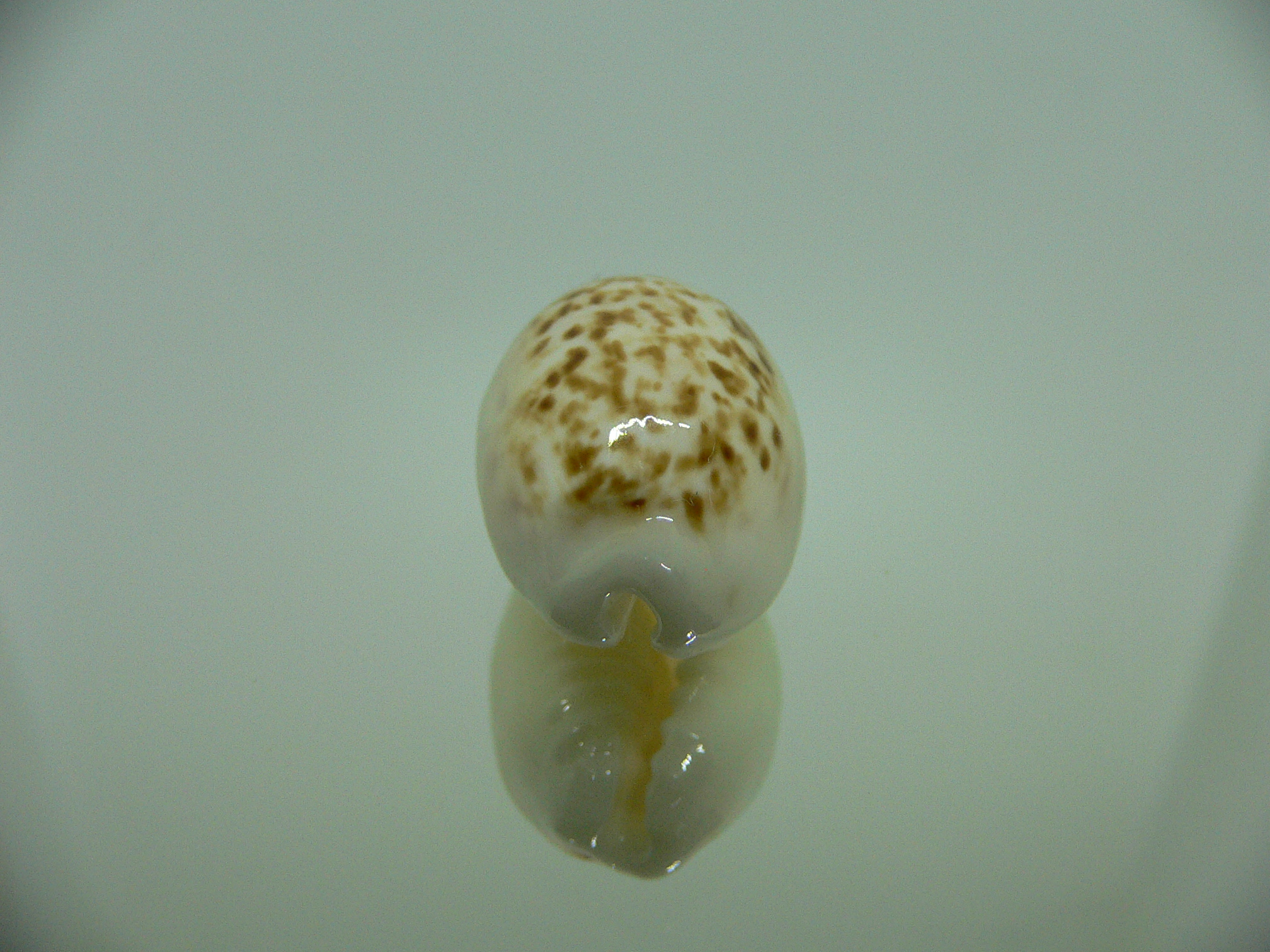 Cypraea coxeni BIG