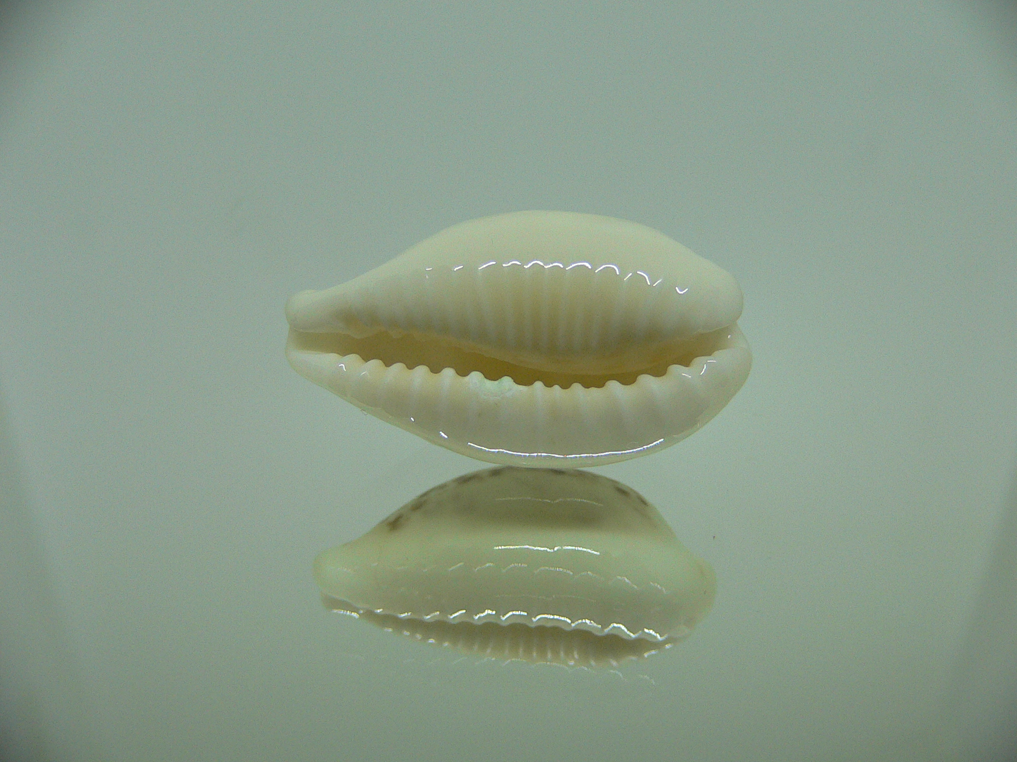 Cypraea coxeni BIG