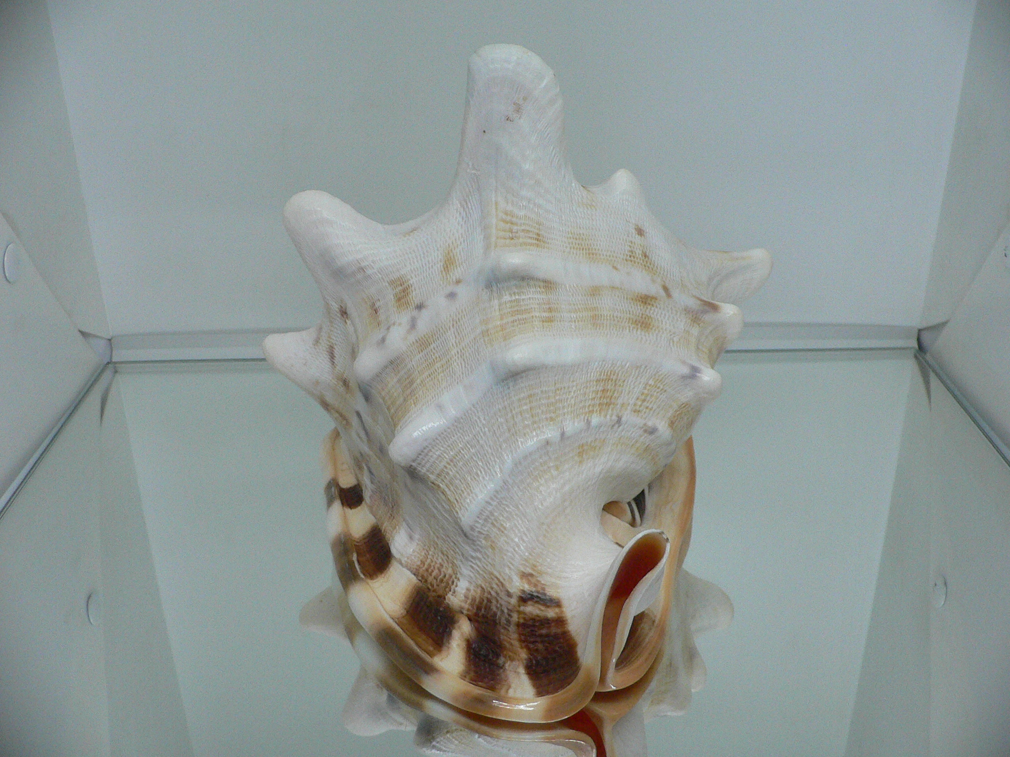 Cassis cornuta САМЕЦ & DARK STRIPES SOLE