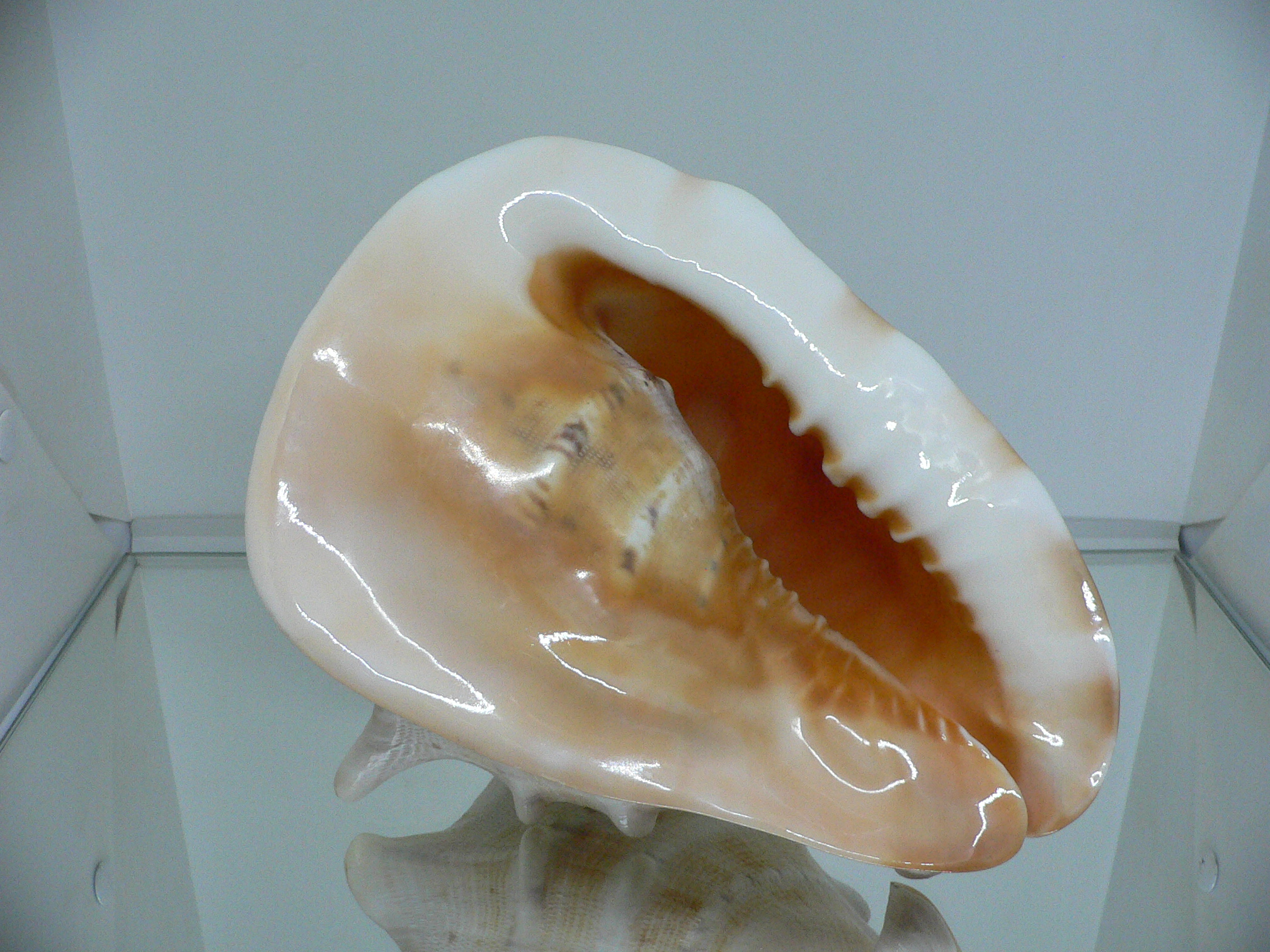 Cassis cornuta САМЕЦ & DARK STRIPES SOLE