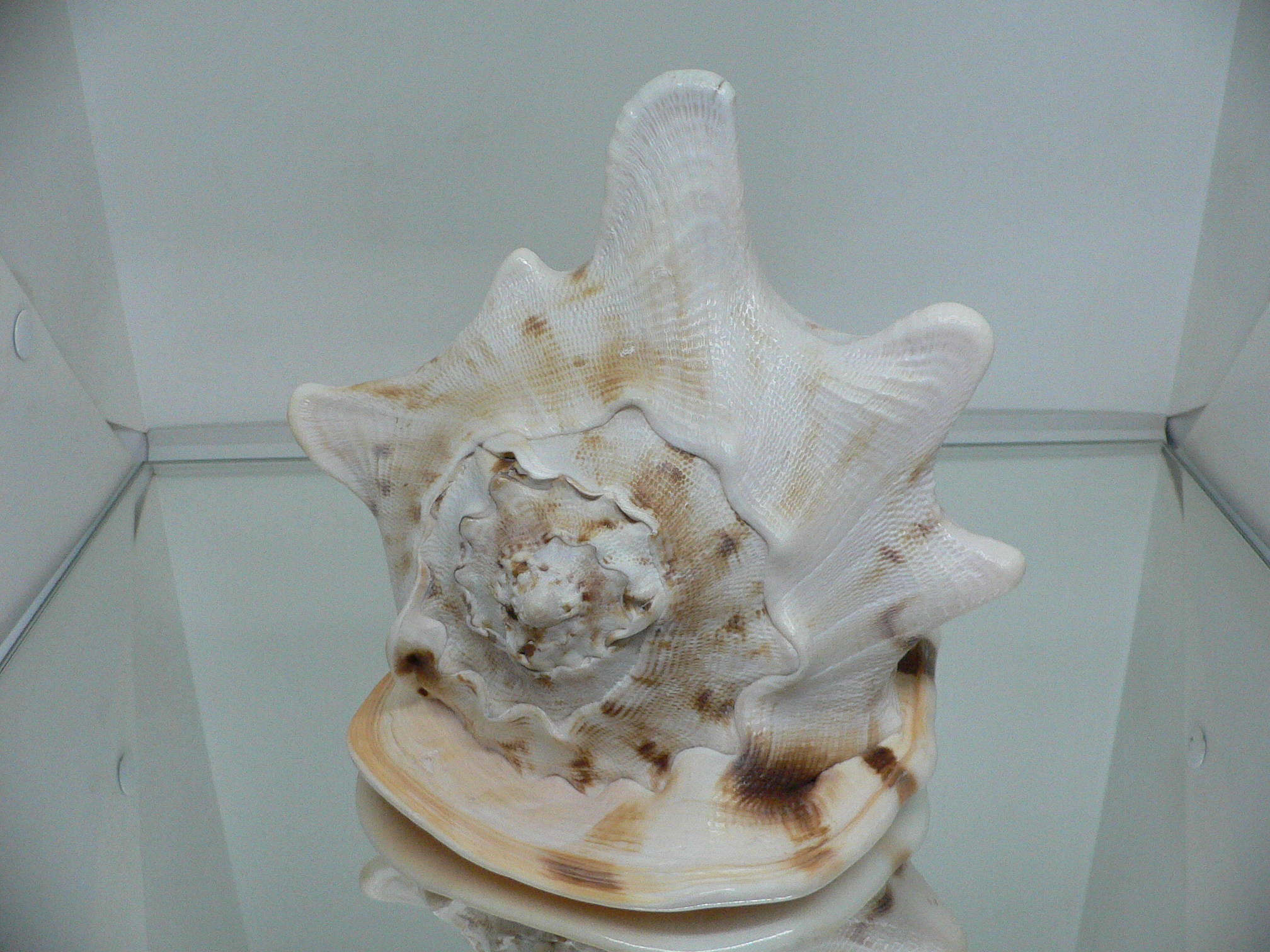 Cassis cornuta САМЕЦ & DARK STRIPES SOLE